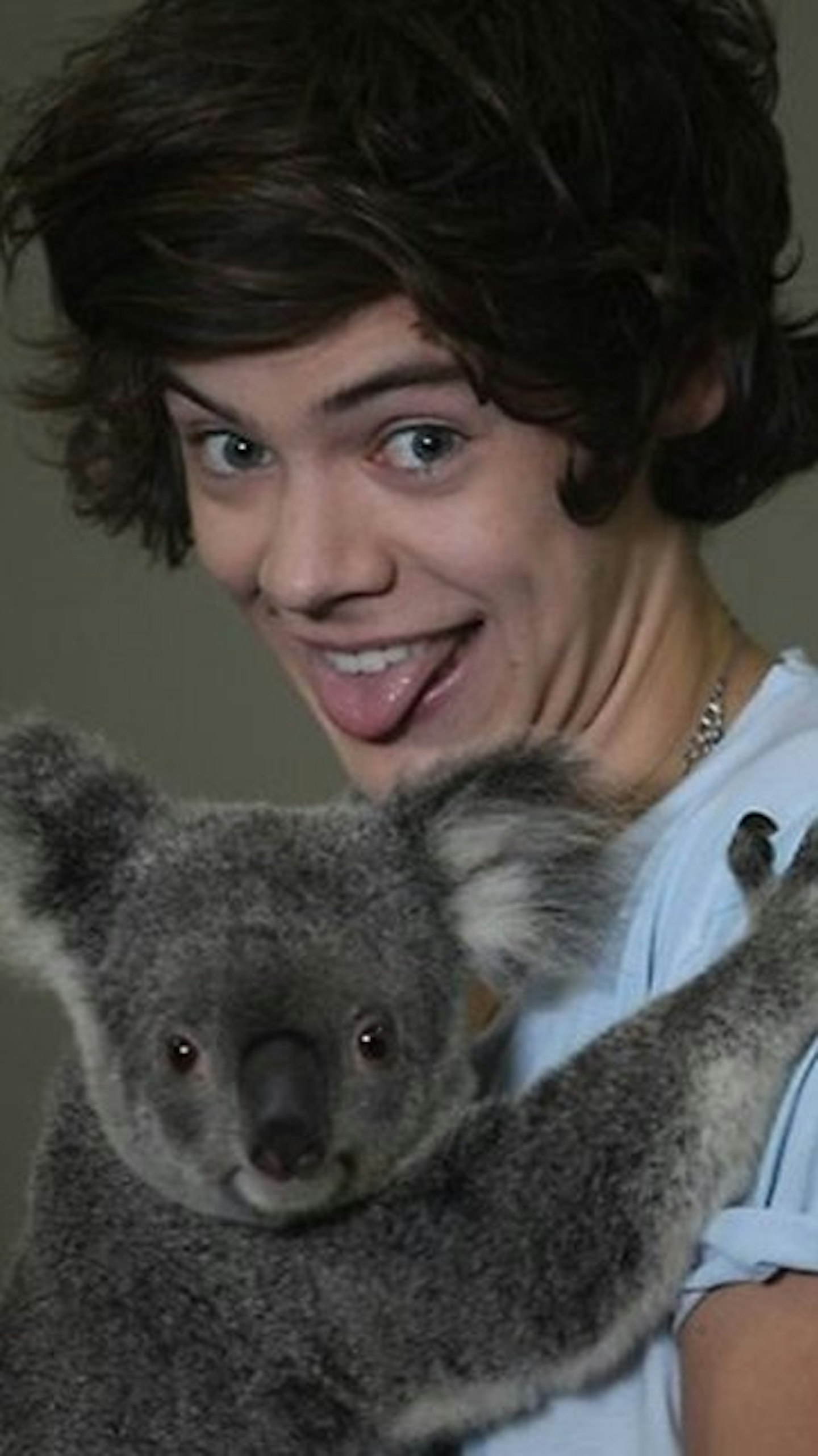 harrykoala