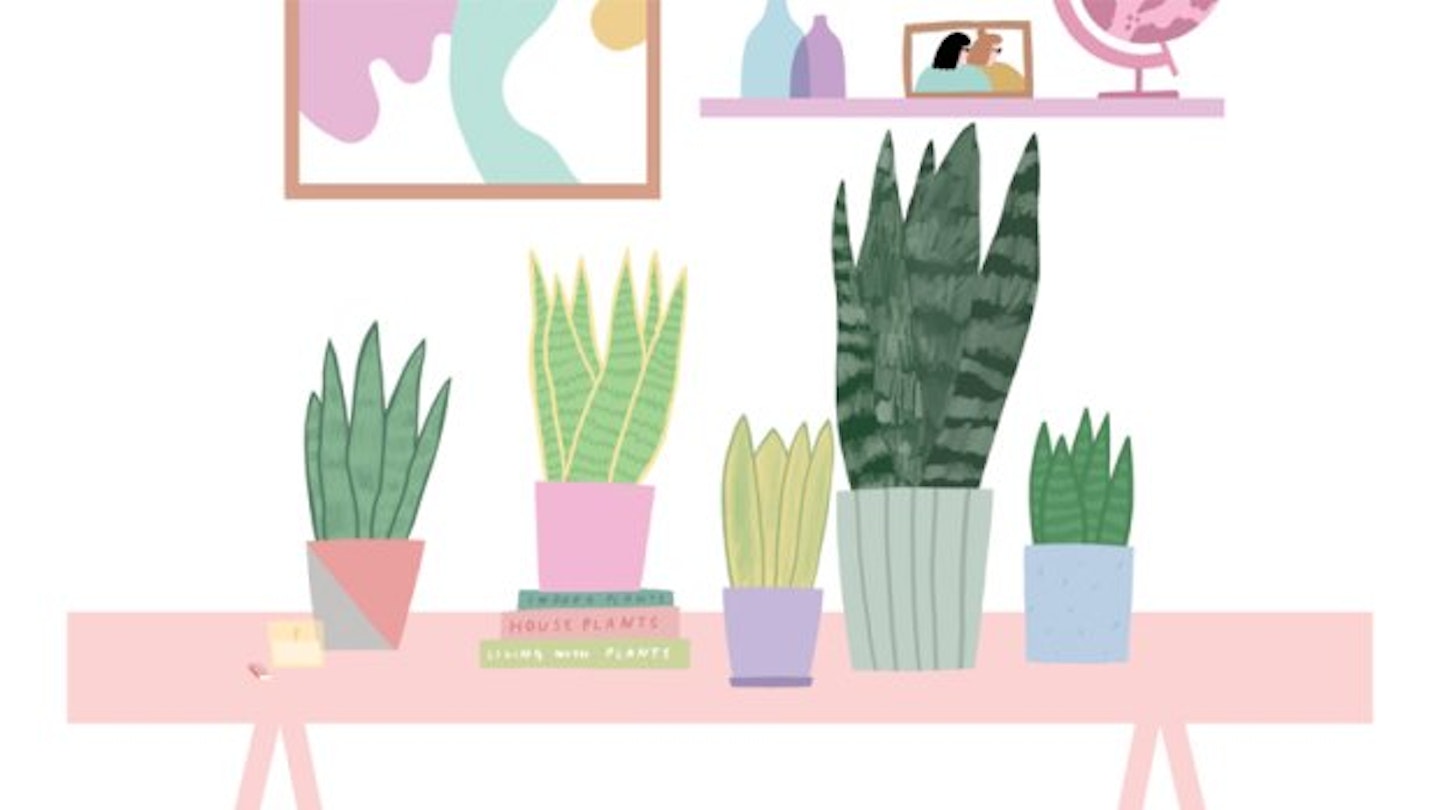 Houseplant Hacks: Everything You Need To Know About The Snake Plant