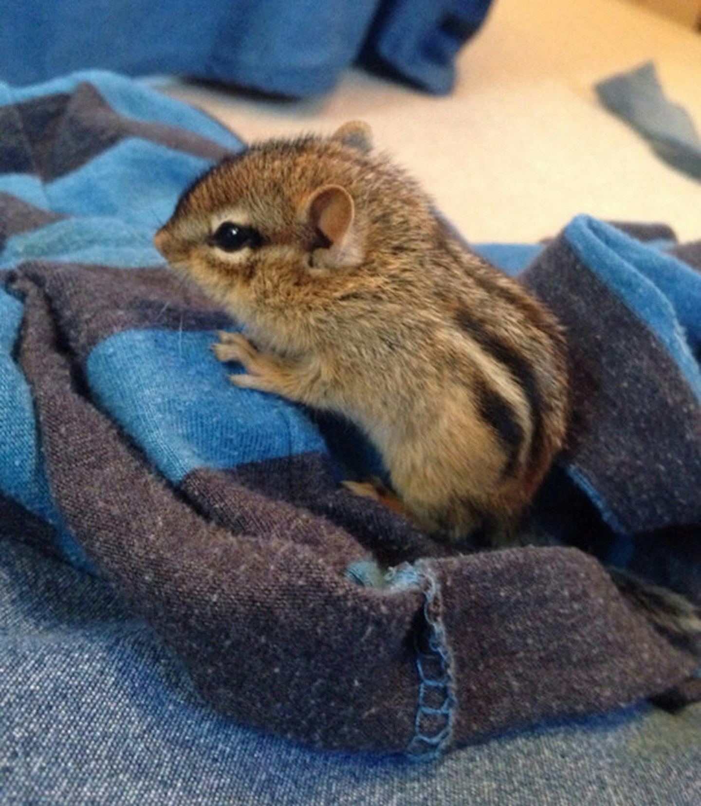 Baby chipmunk
