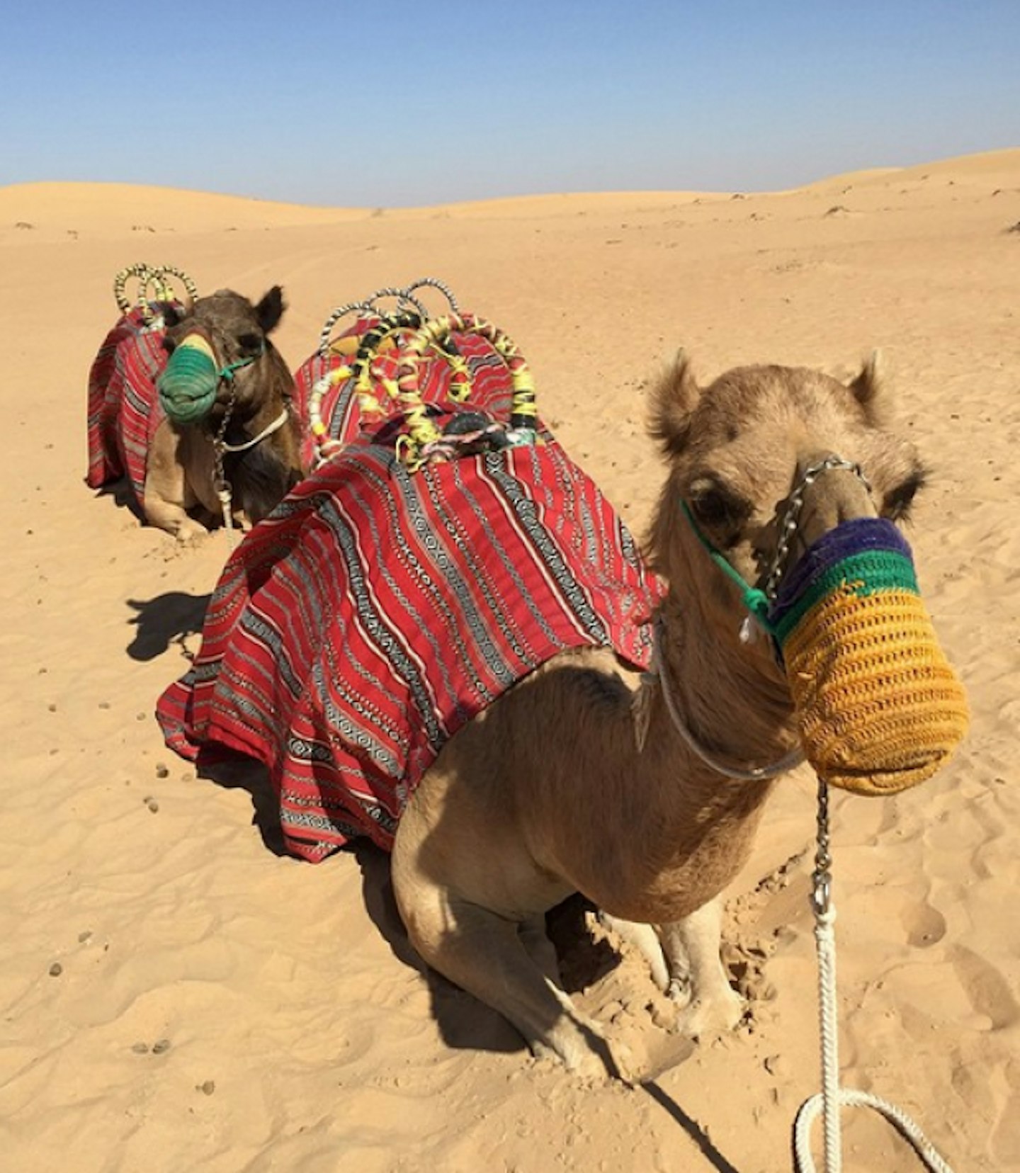 That time you made some camel friends in Dubai...