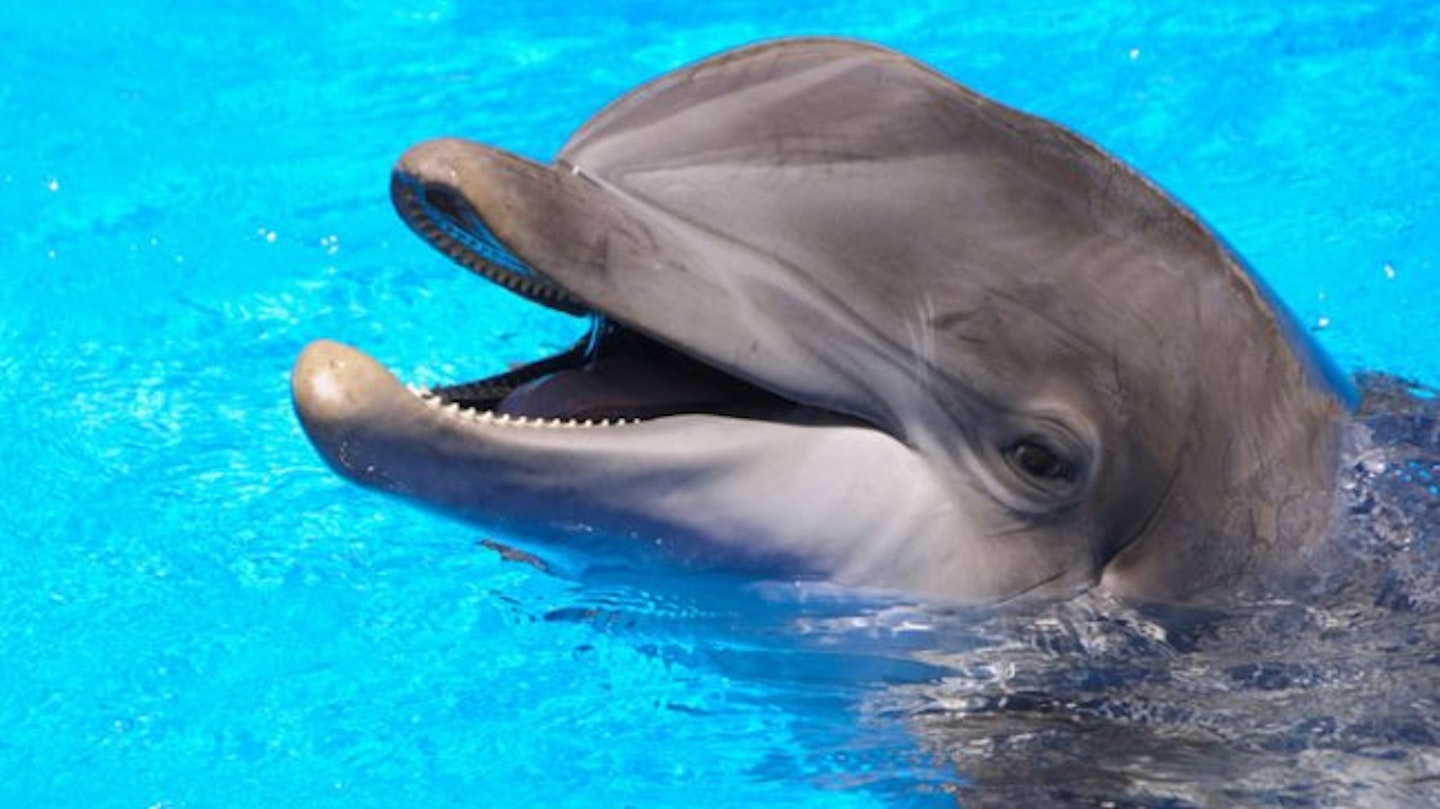 dolphin-4