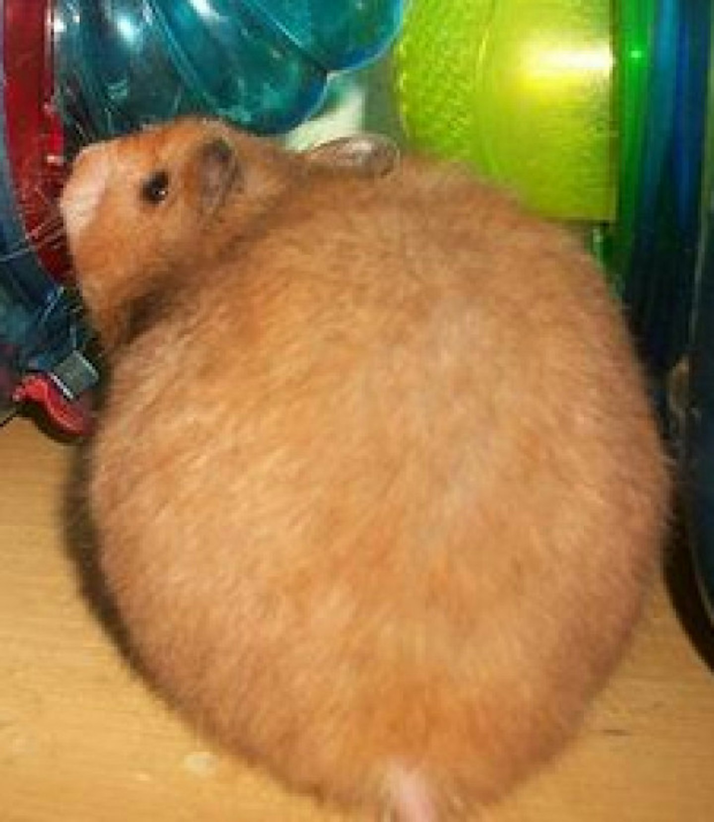 This hamster's bum...