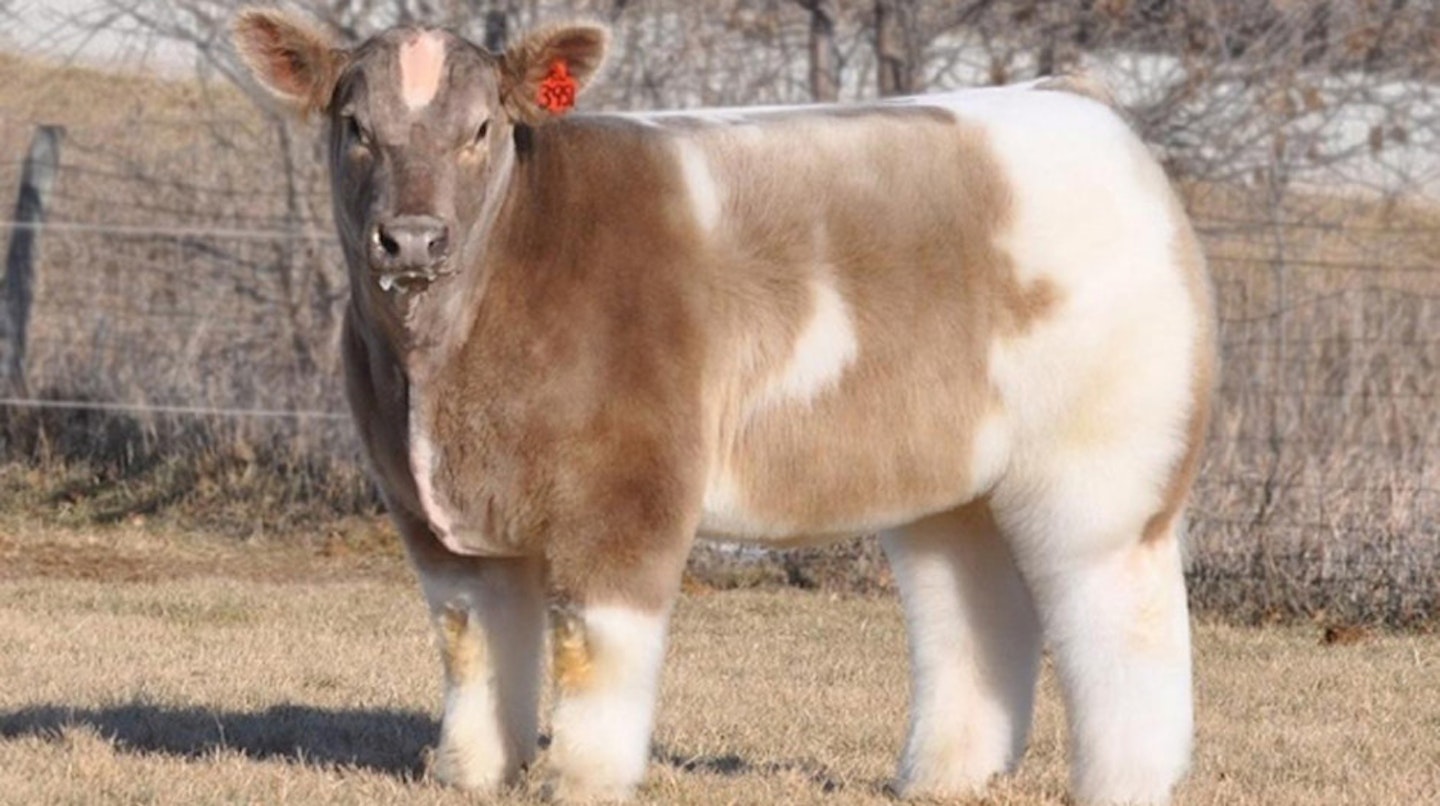 Extra fluffy cow