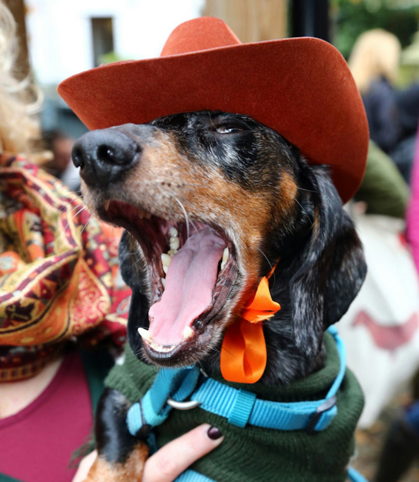 Cowboy dog