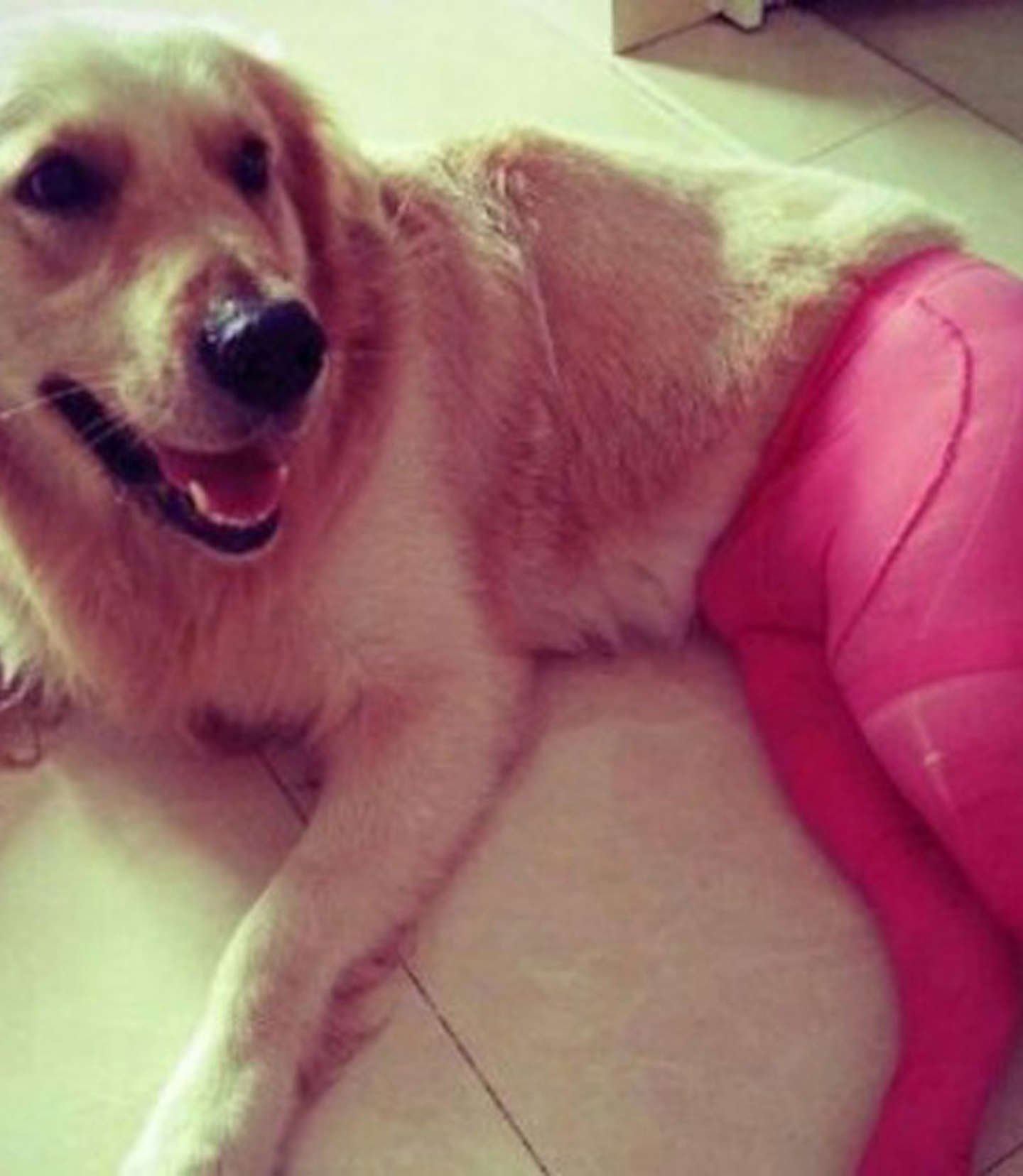 dog-tights-7