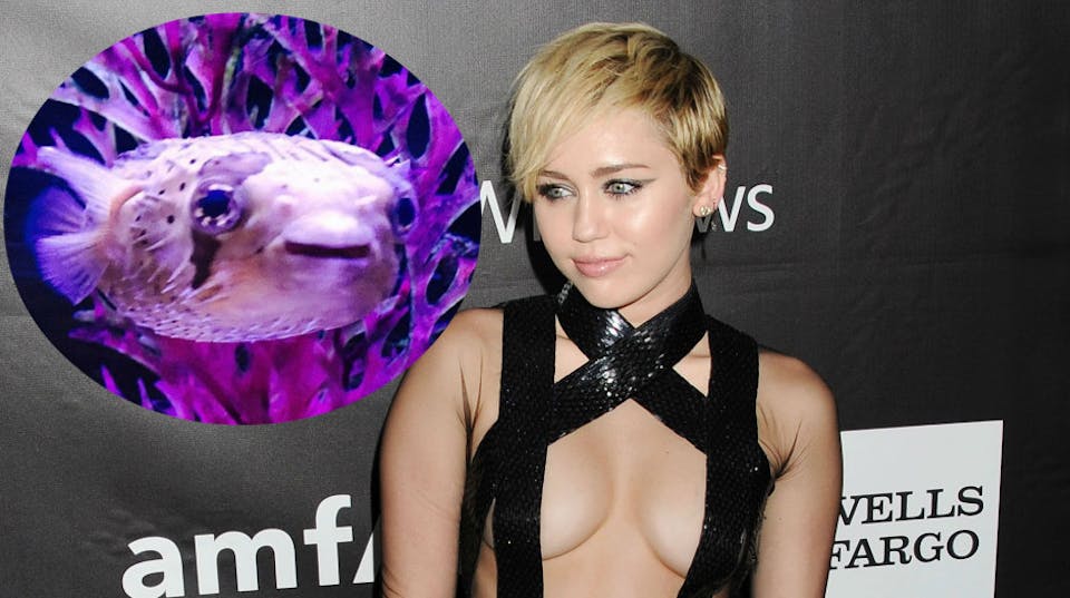 Mature Pussy Miley Cyrus - Miley Cyrus gets puffa fish tattoo to mourn her dead pet | Celebrity | Heat