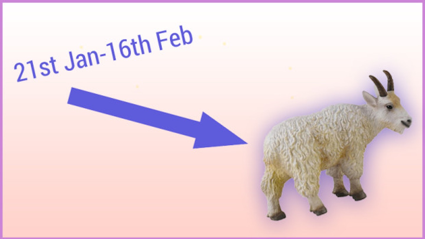 21st January - 16th February: Capricorn (the goat)