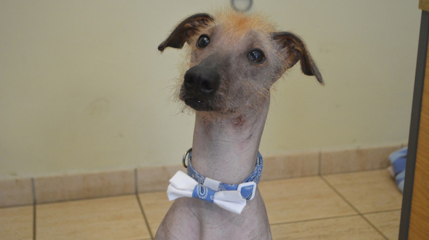 Name: Bobby Age: 2 years old. Breed: Mexican Hairless