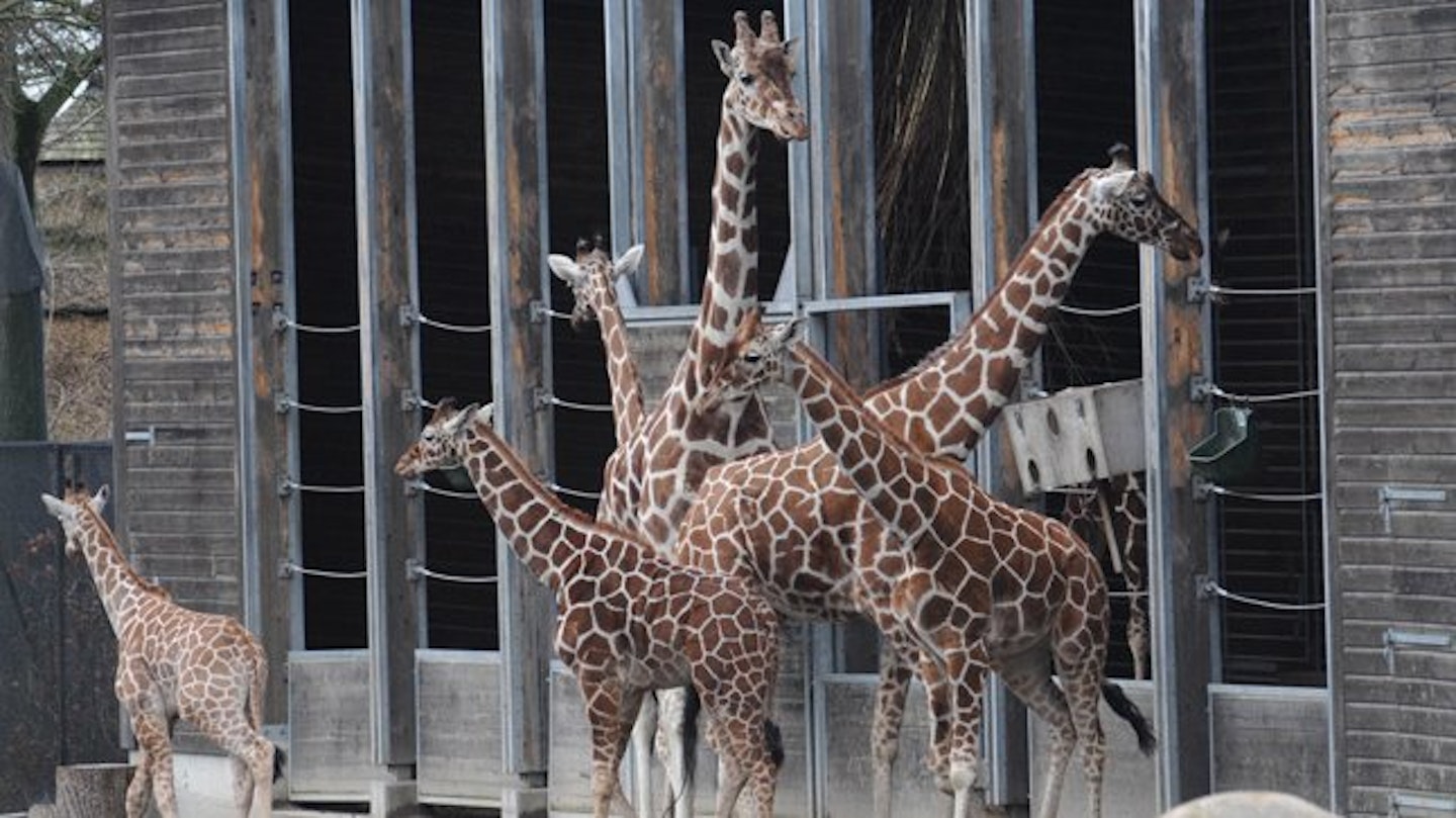 Marius was killed to prevent inbreeding amongst the zoo's giraffes.