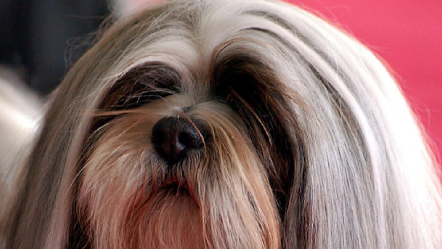 A Long-Haired Dog