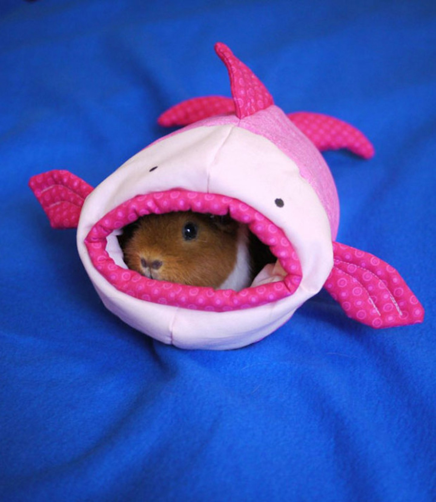 Fish Guinea Pig