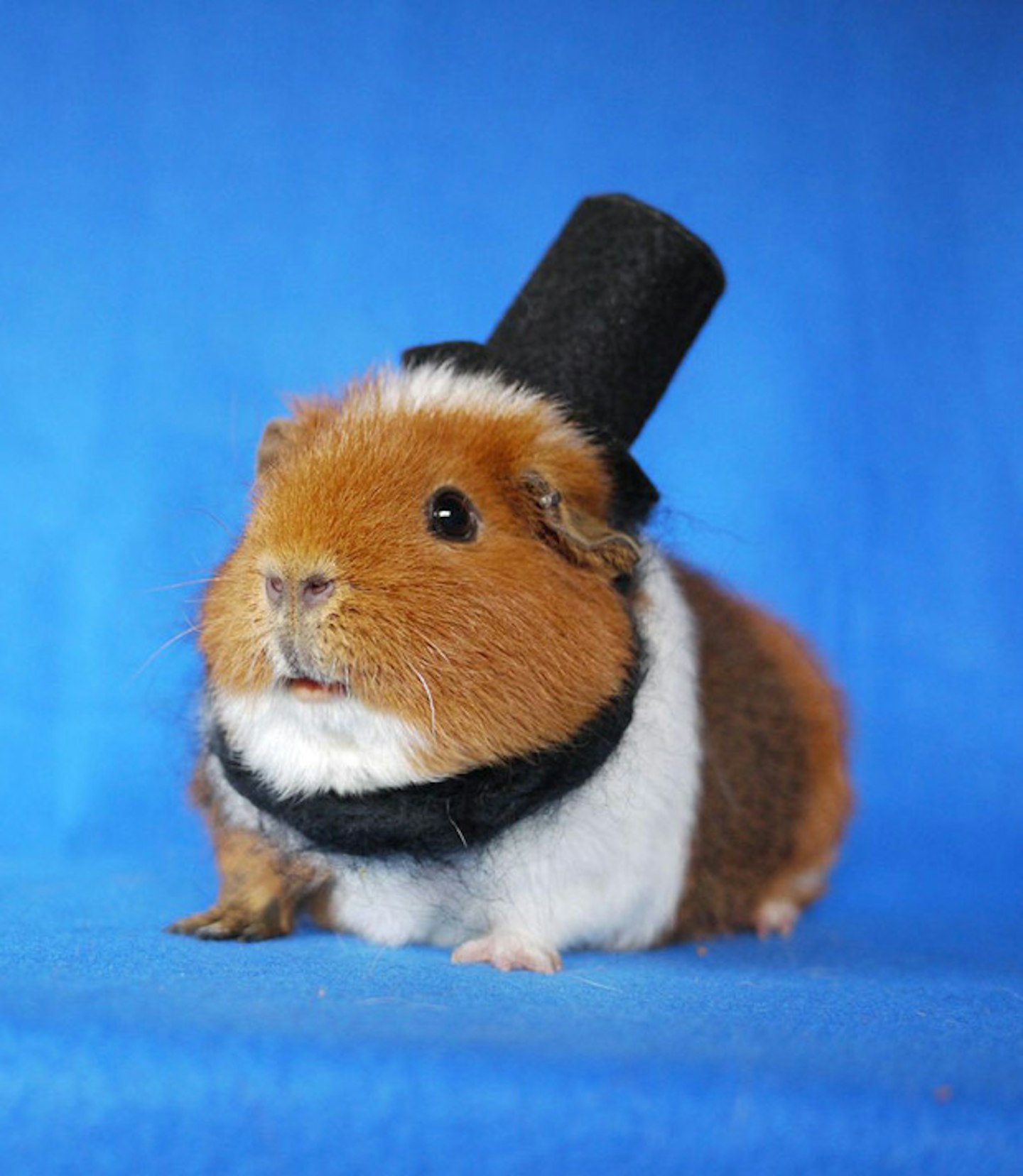 Abraham Lincoln Guinea Pig