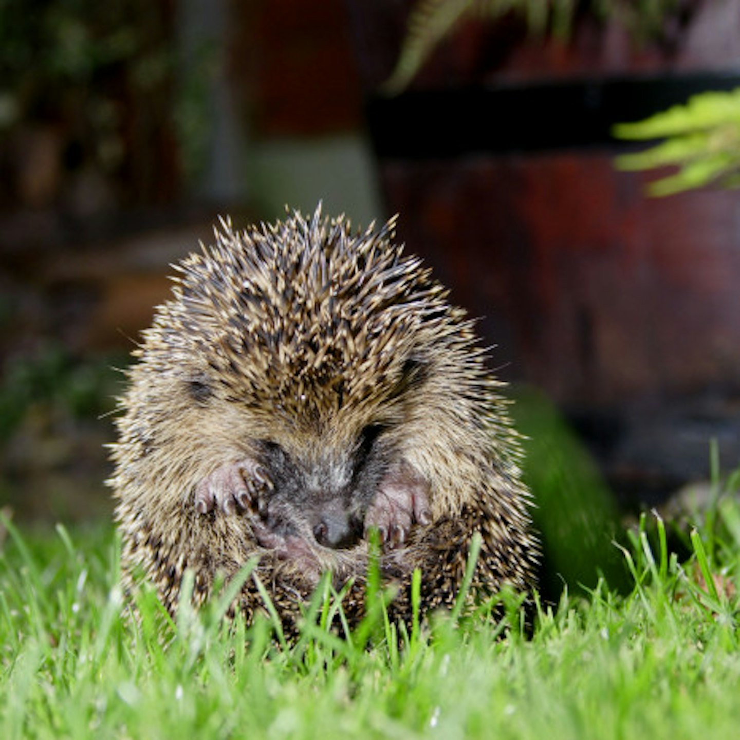 The hedgehog was found in a gutter after drinking the alcohol