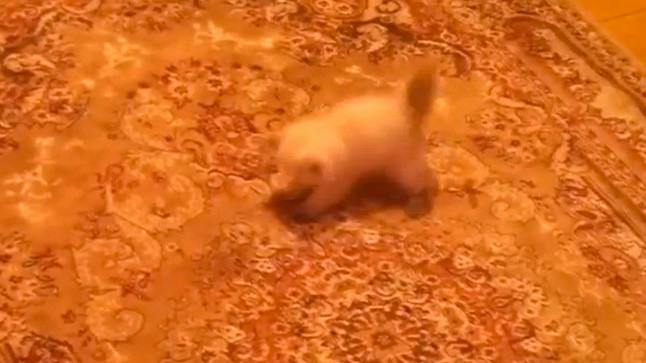 WATCH: Adorable kitten is terrified of a carpet! | Closer