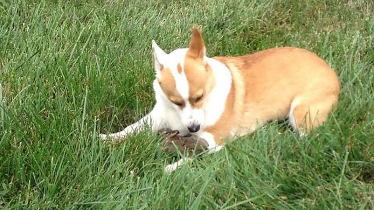 Adorable playmates: Corgi adopts wild baby bunny rabbit | Closer
