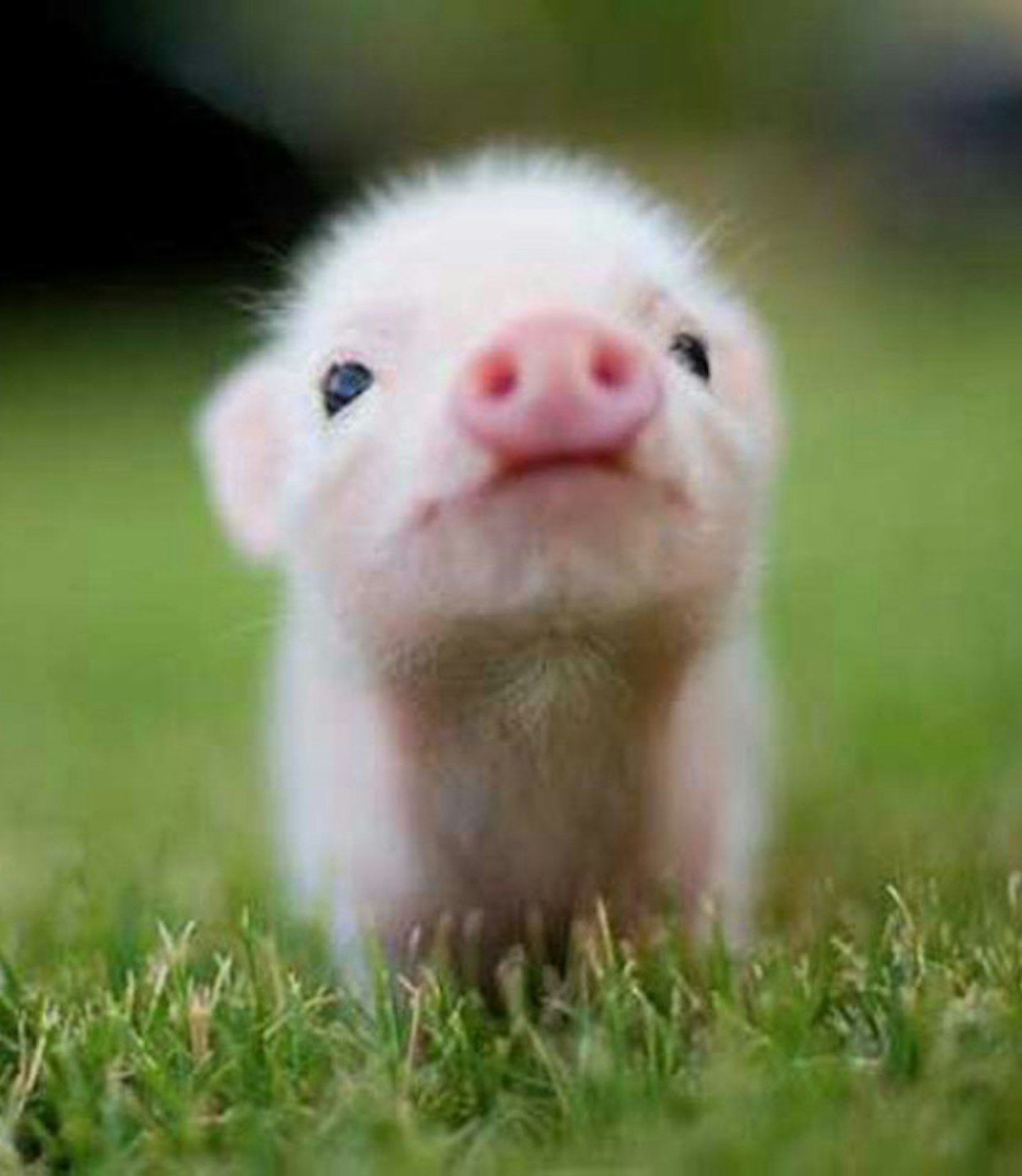 Baby pig