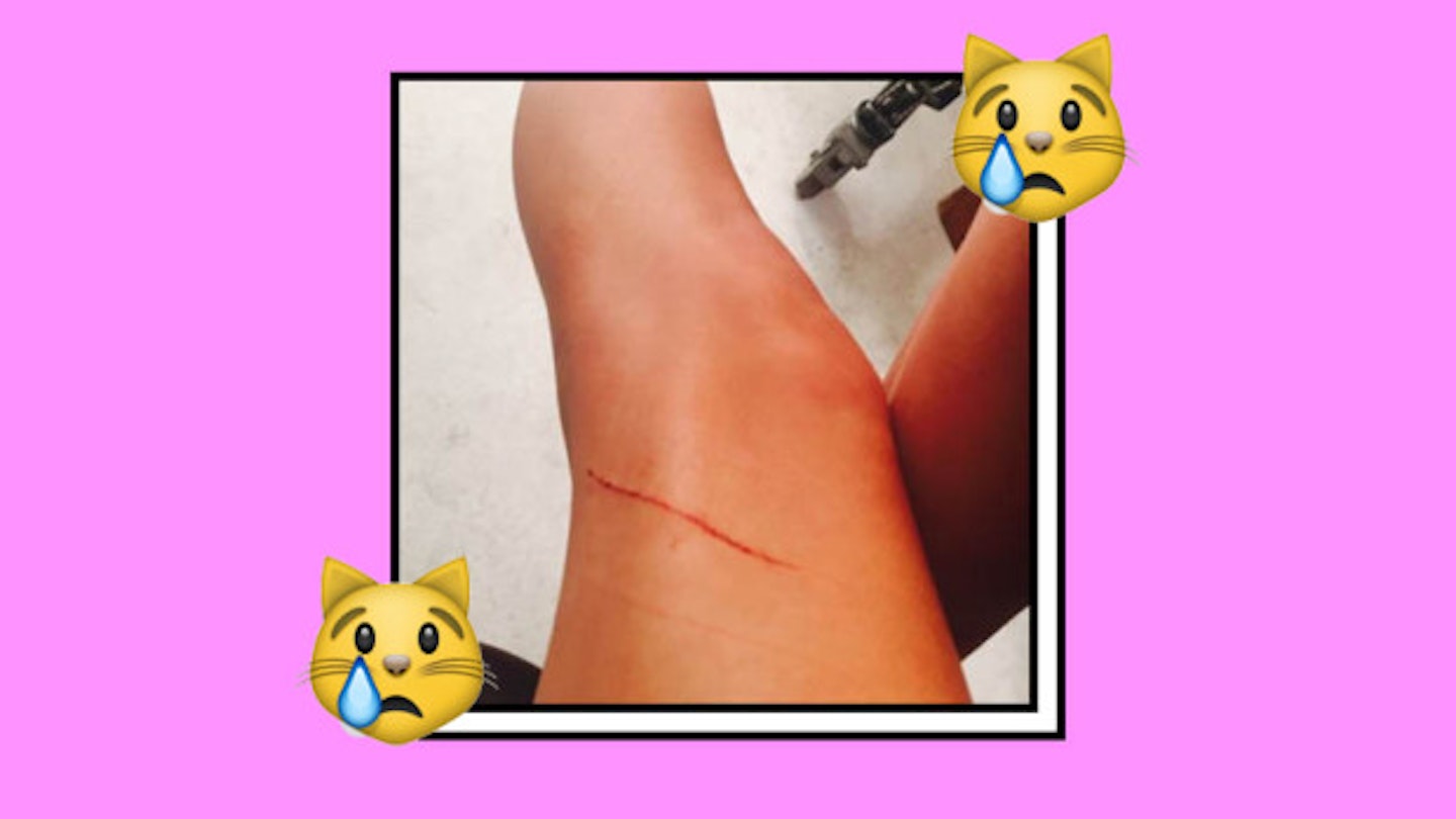 Taylor Swift Cat Now Owes Her $40 Million For Scratching Her Insured Legs