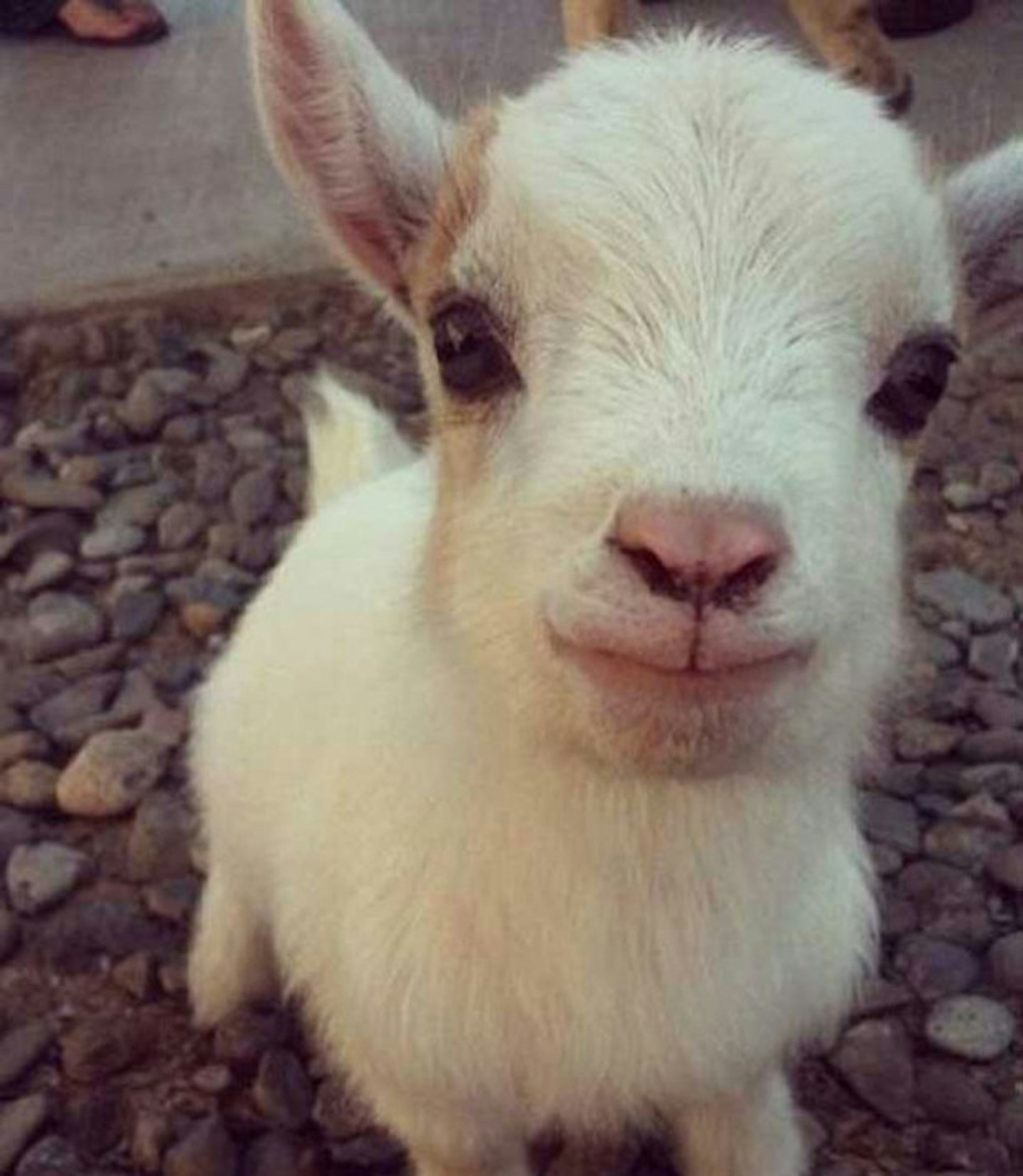 Baby goat