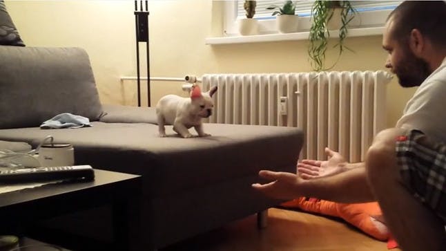 VIDEO Watch adorable French bulldog puppy jump off couch channel