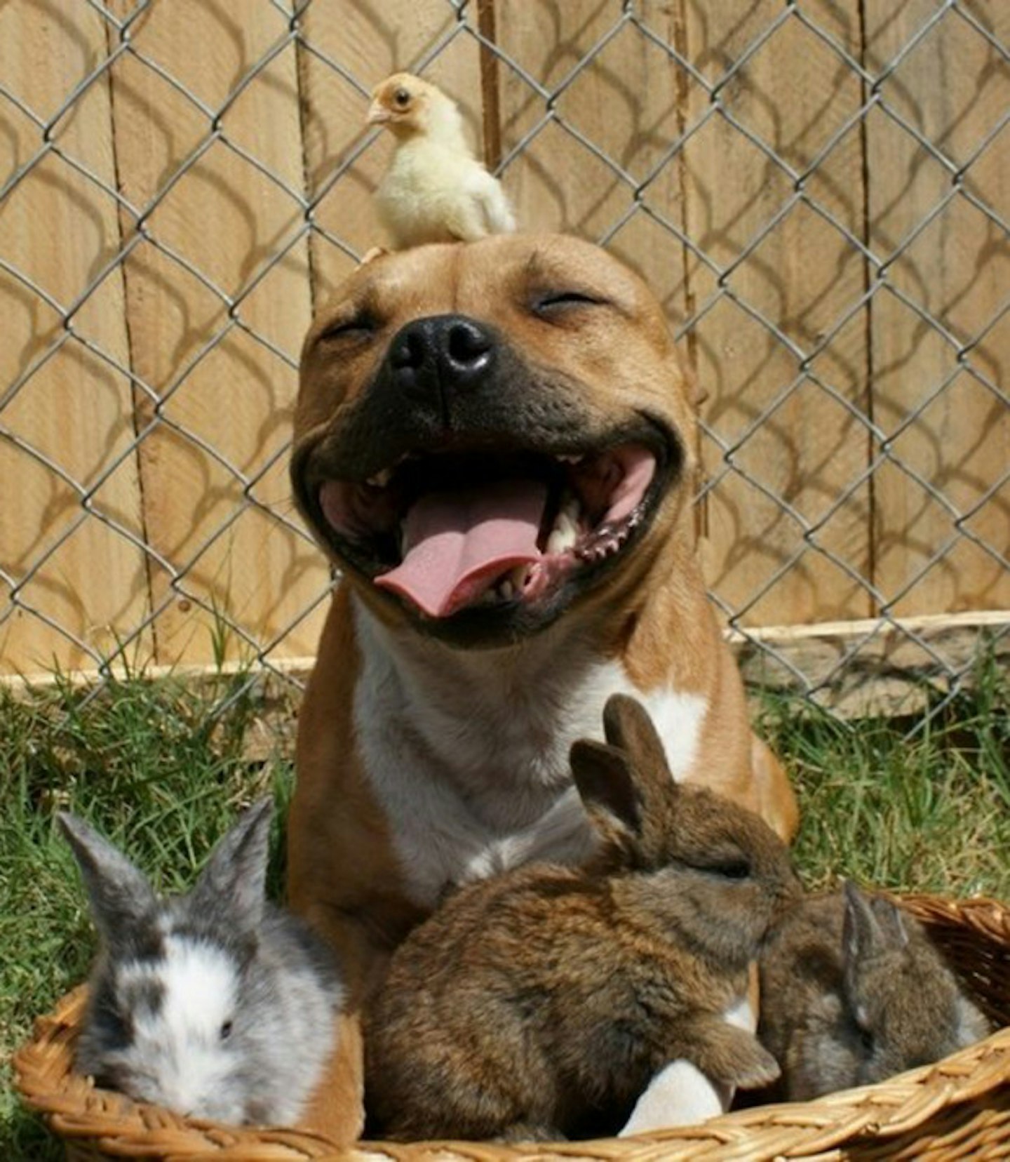 Happy dog, happy chick and happy bunnies