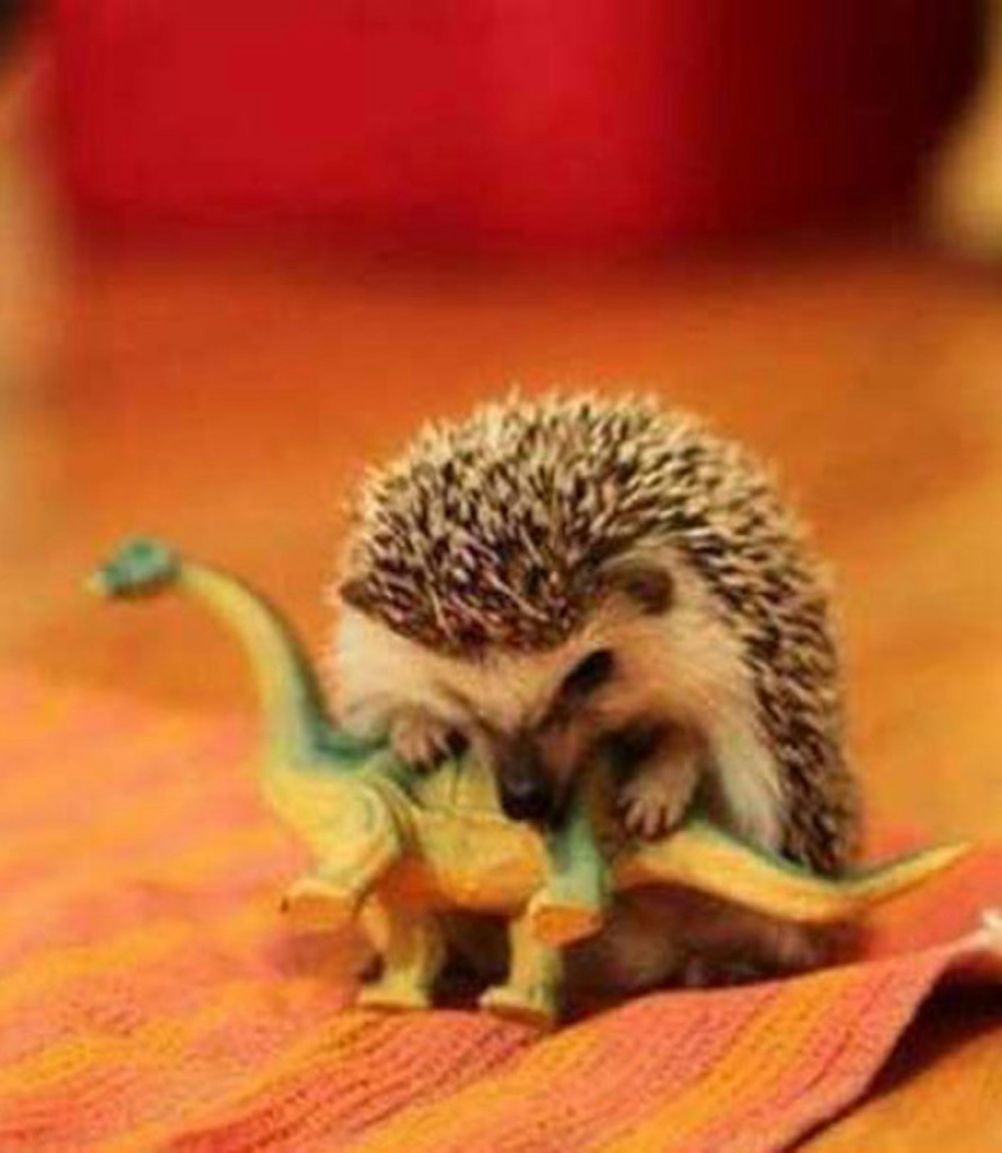 Baby hedgehog