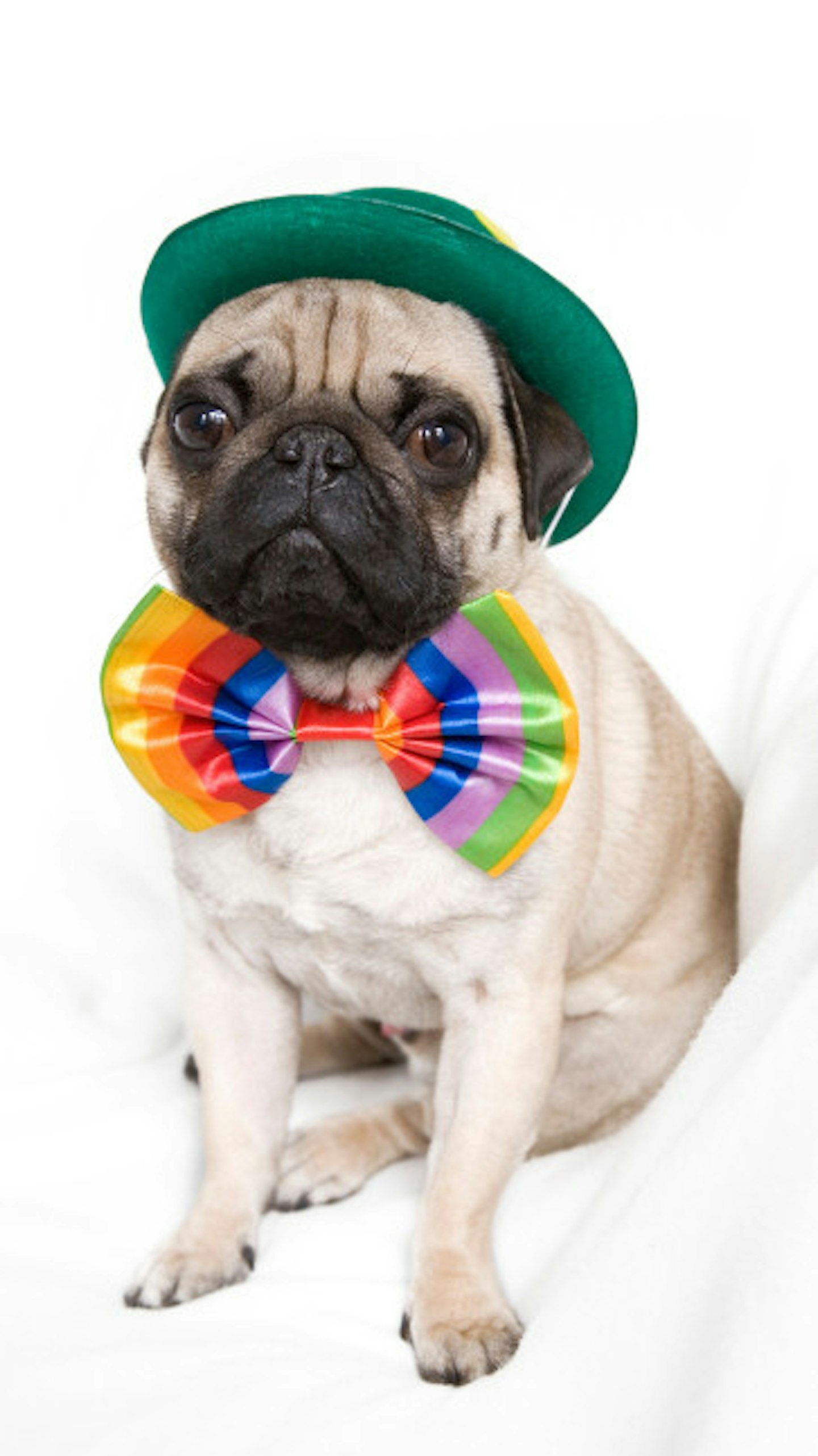 pug in a hat