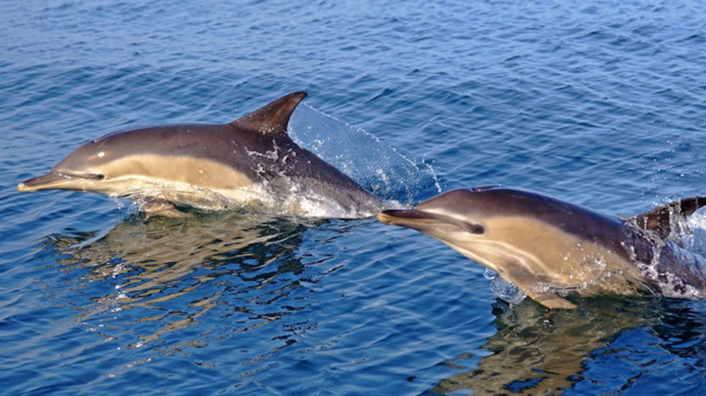 Dolphins have a 'natural curiosity' for humans