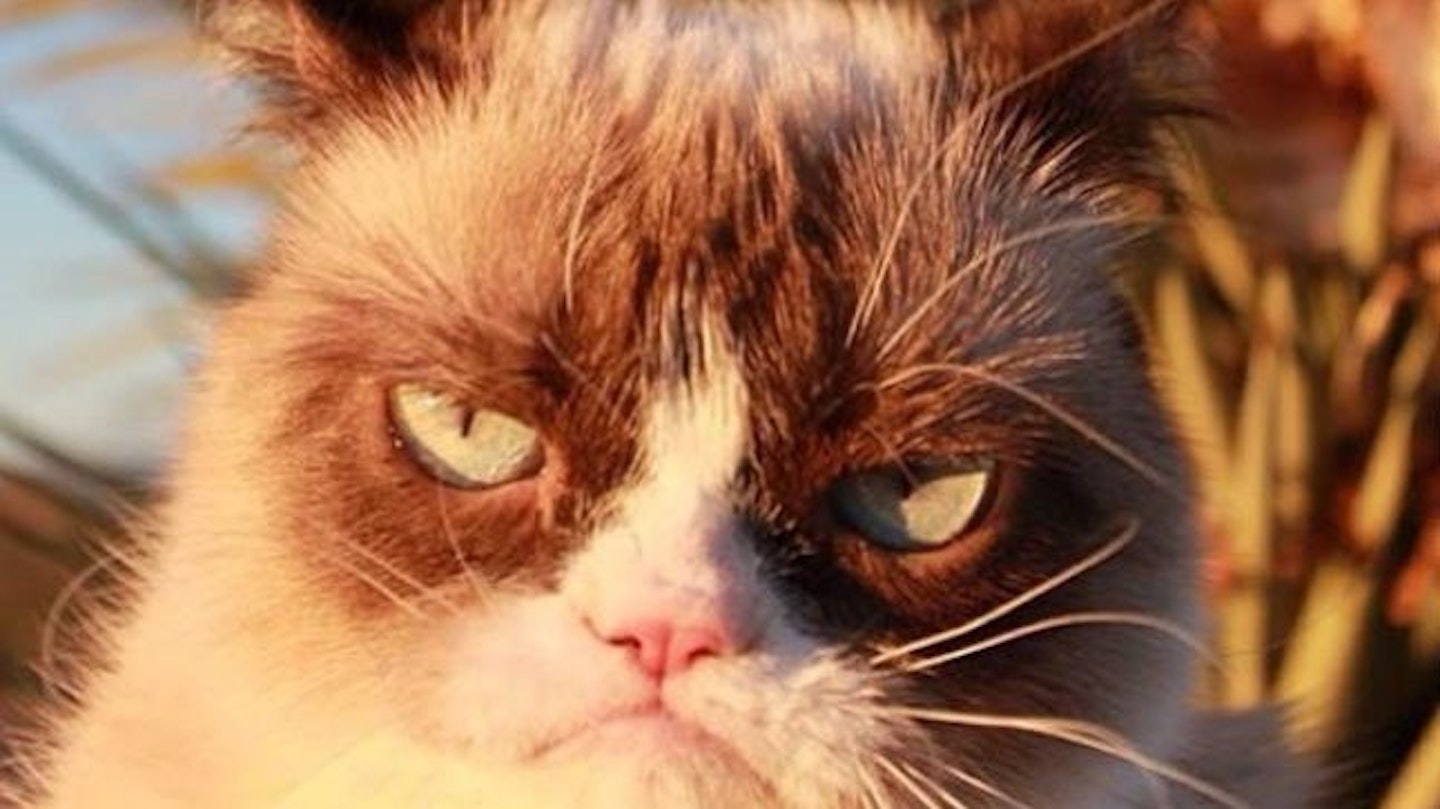 cat1