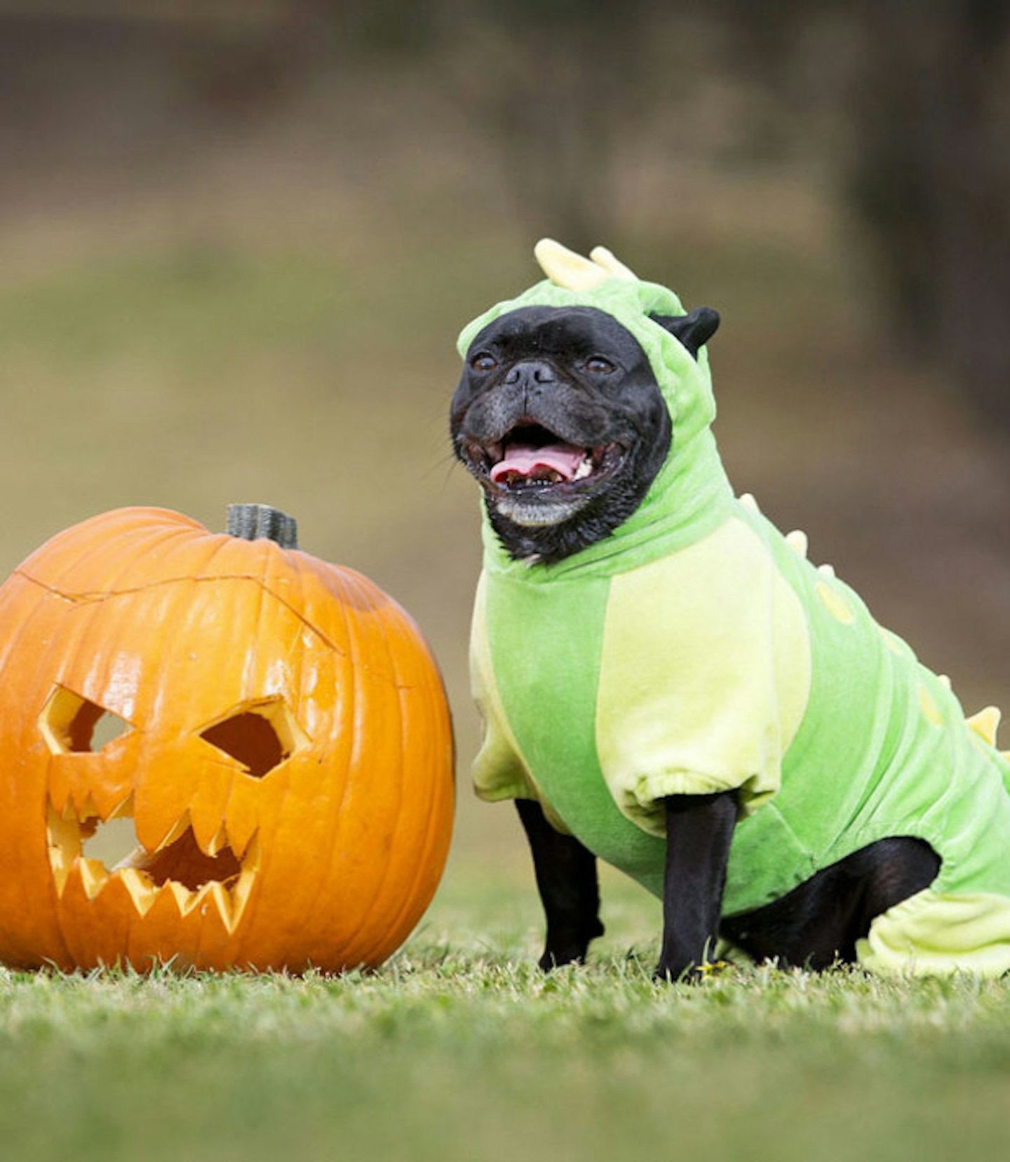 Dragon dog