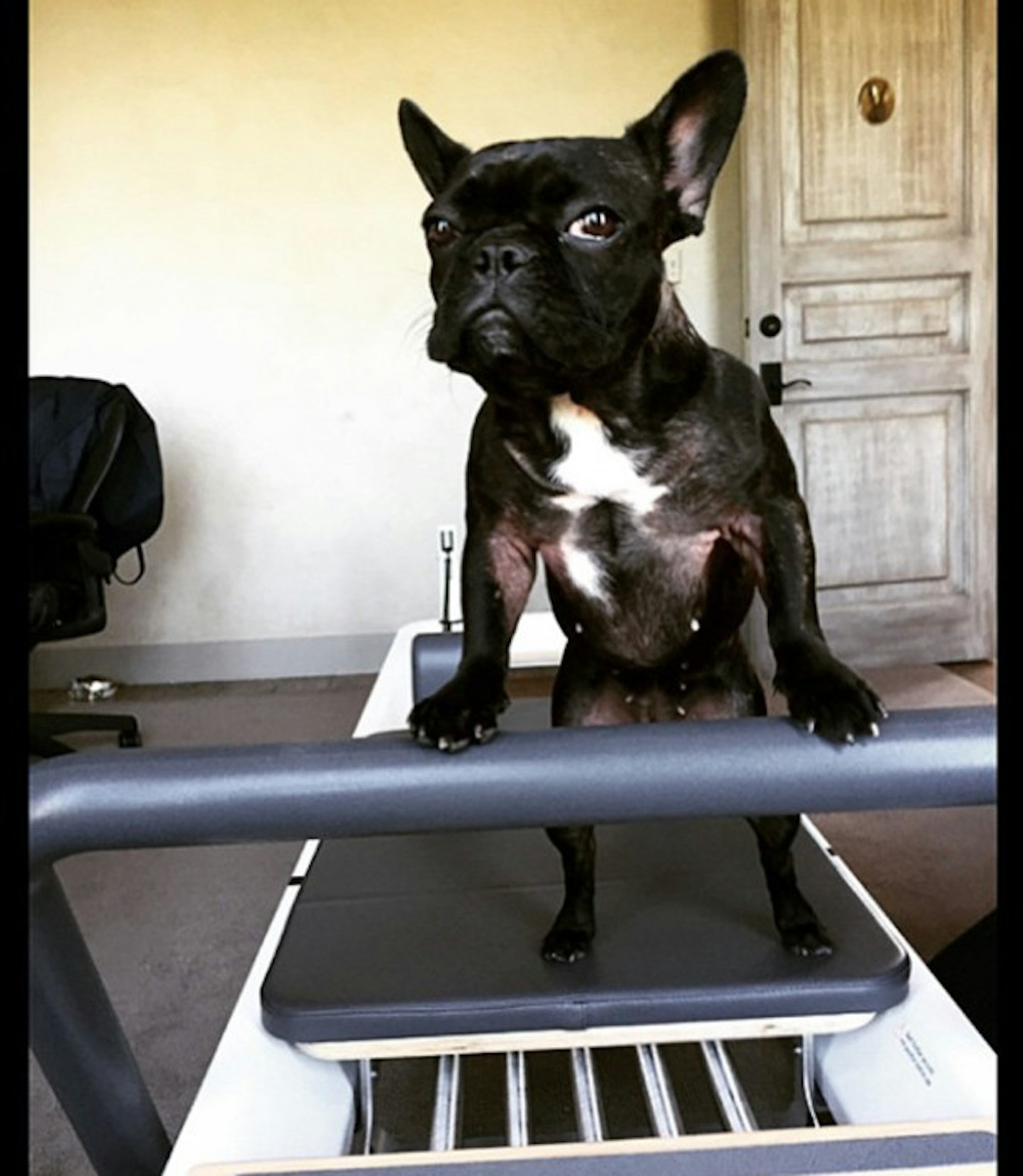 Thank u to all my new Instagram followers and fans. I'm just a sweet pig looking for friends. Love, Miss Asia