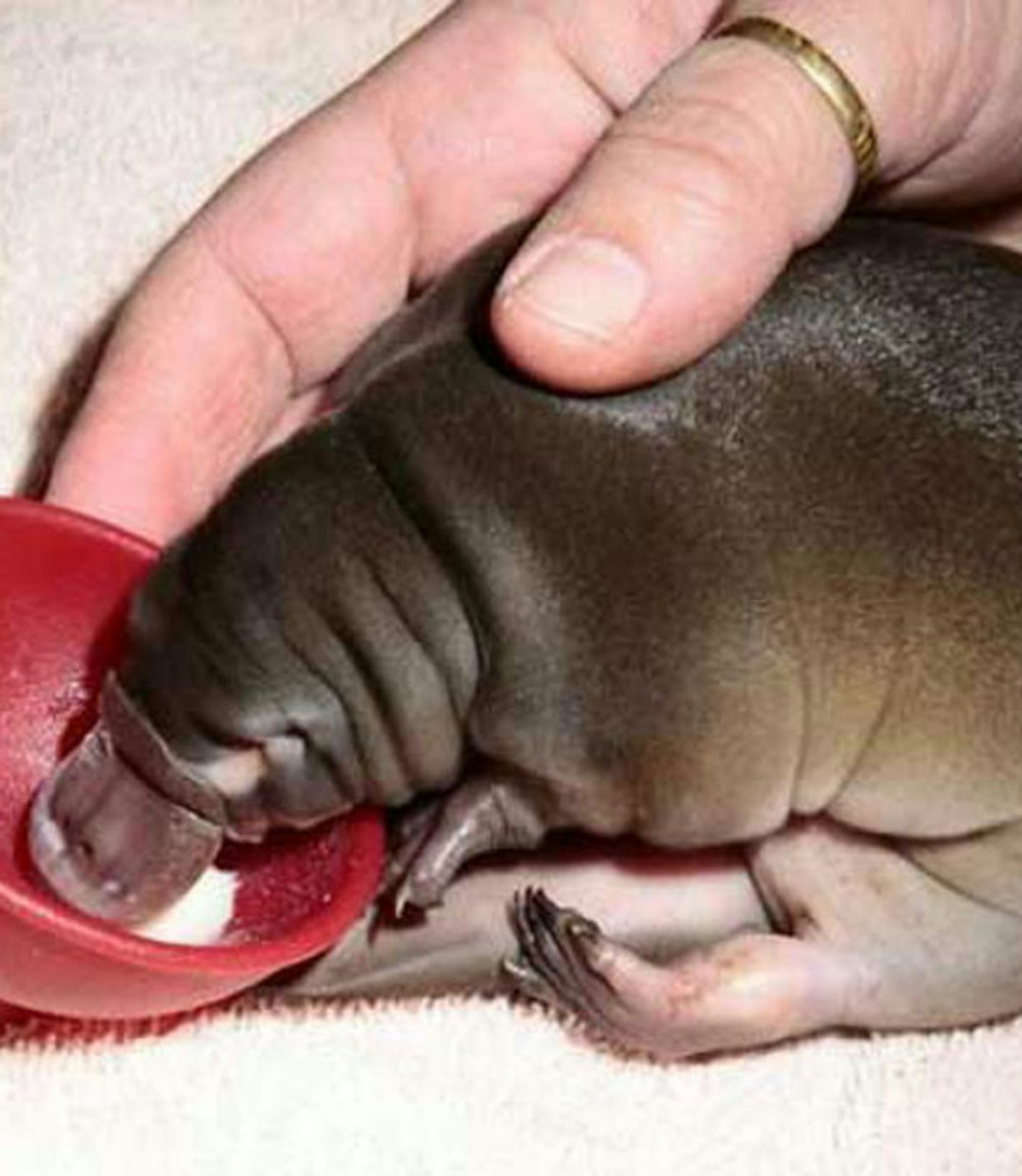 Baby platypus