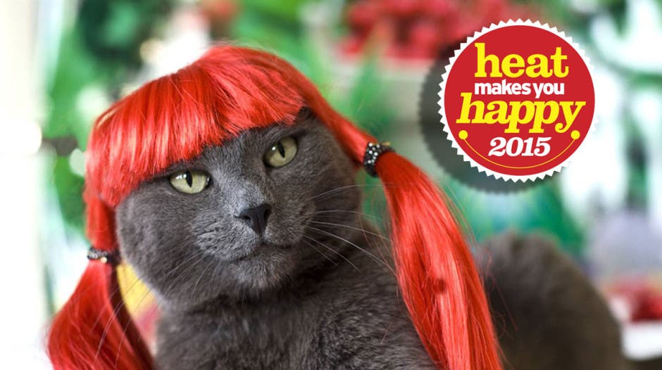 So sassy Cats and dogs in wigs is our new favourite thing