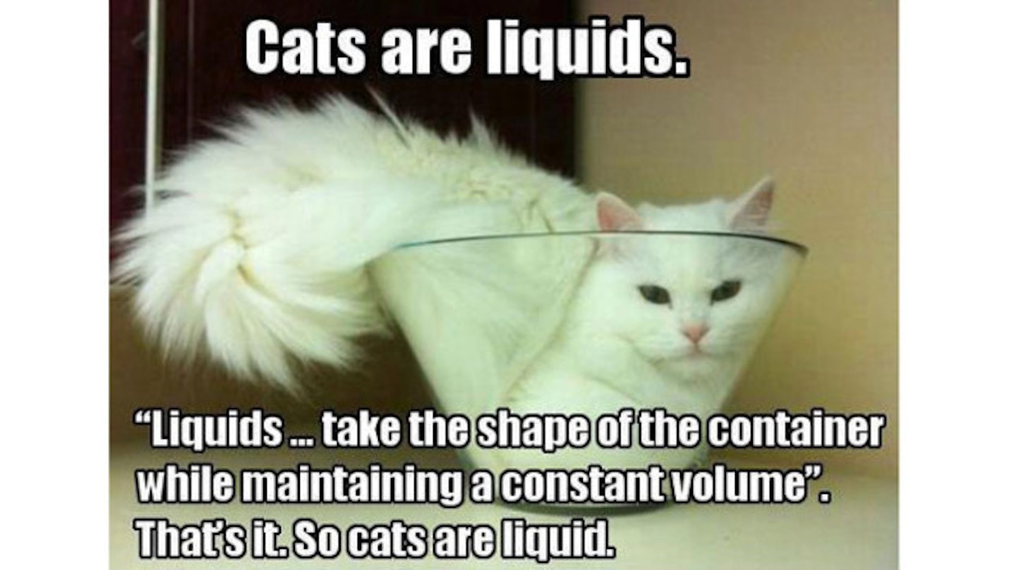 liquid-cat