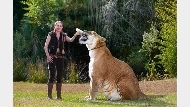 Biggest cat on record cheap