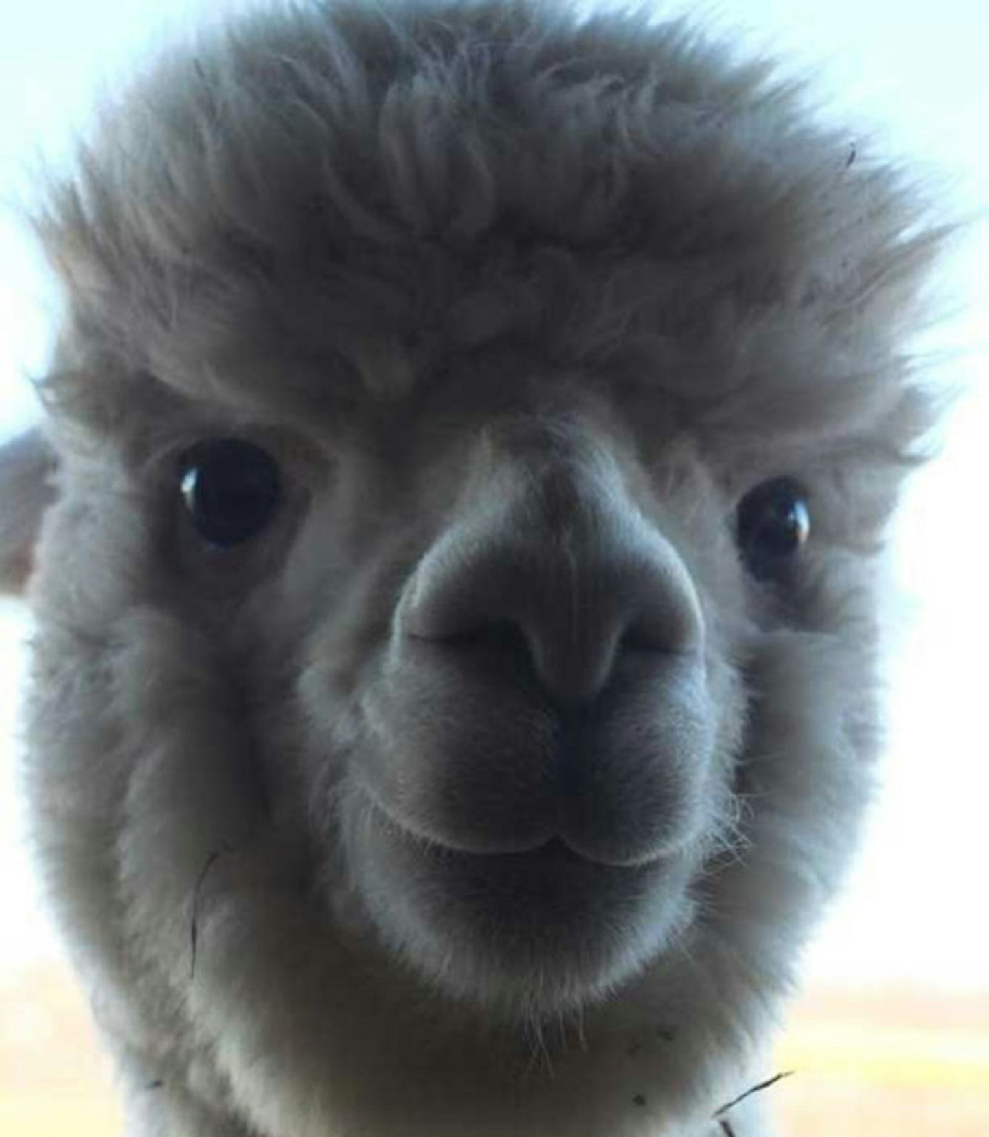 Baby alpaca