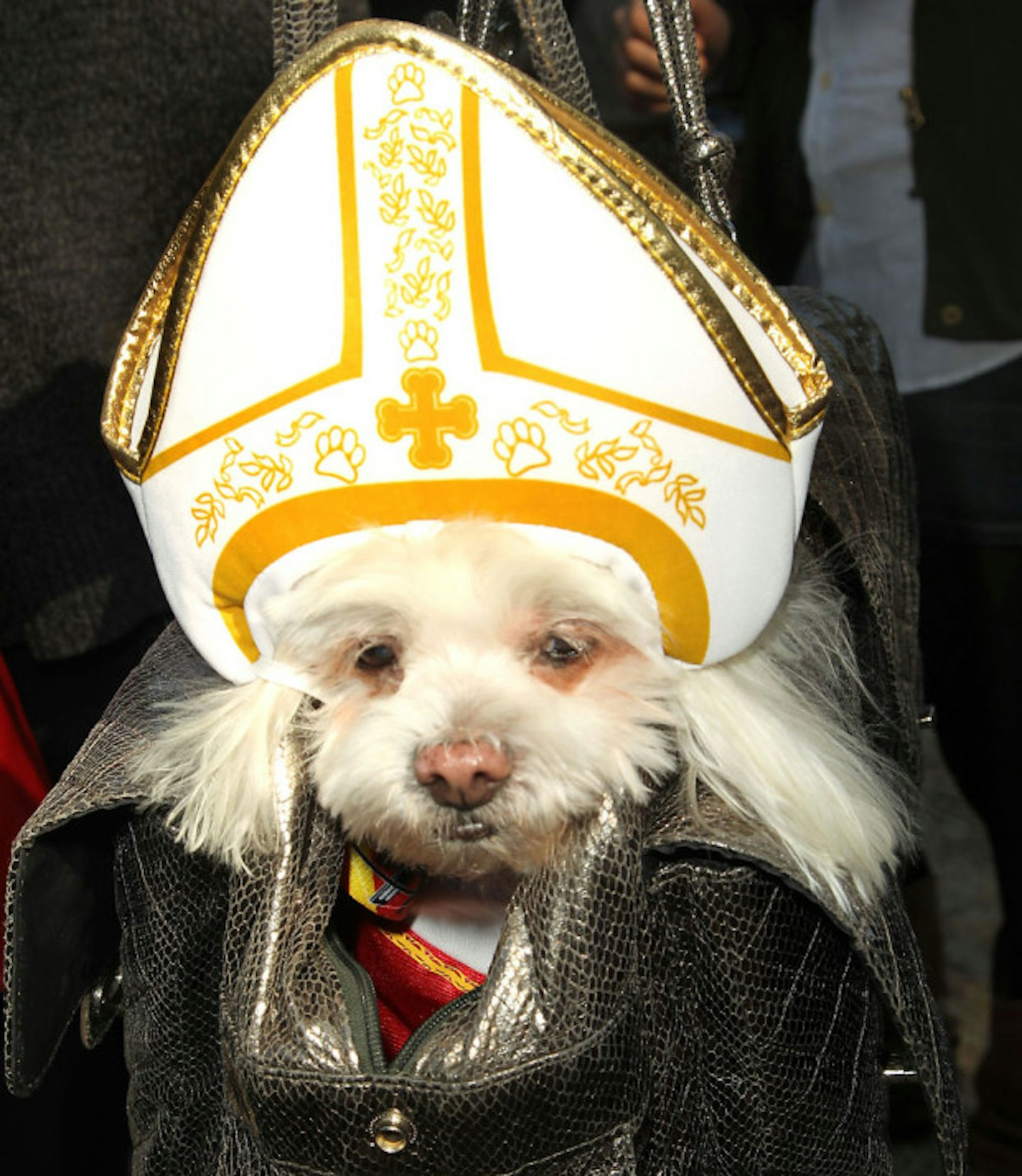 Pope dog