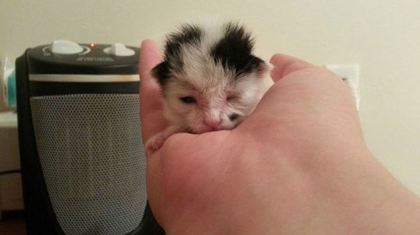 kitten-copy-3