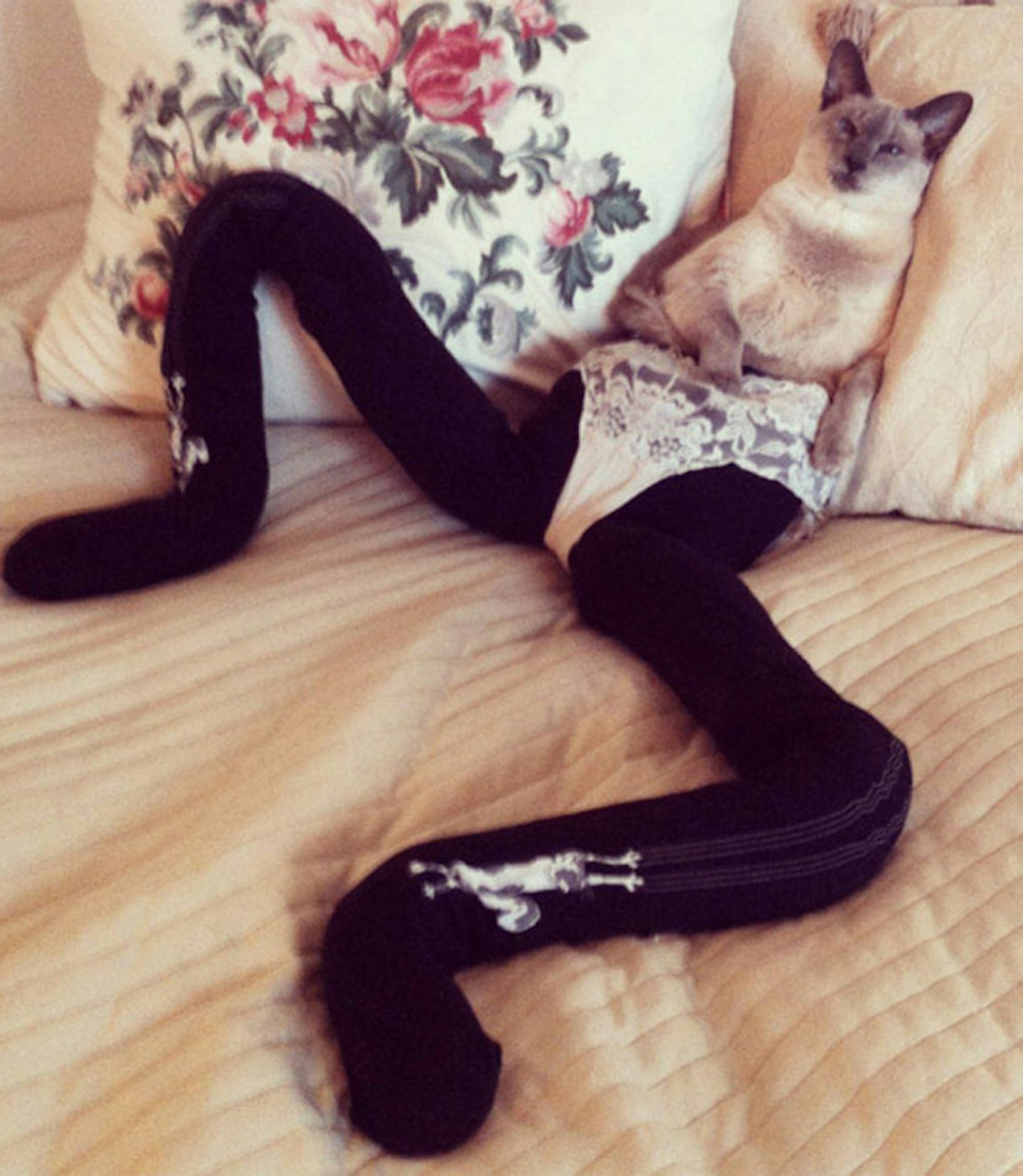 cat-tights