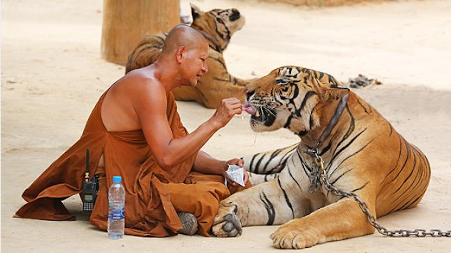 thai-tiger-monk