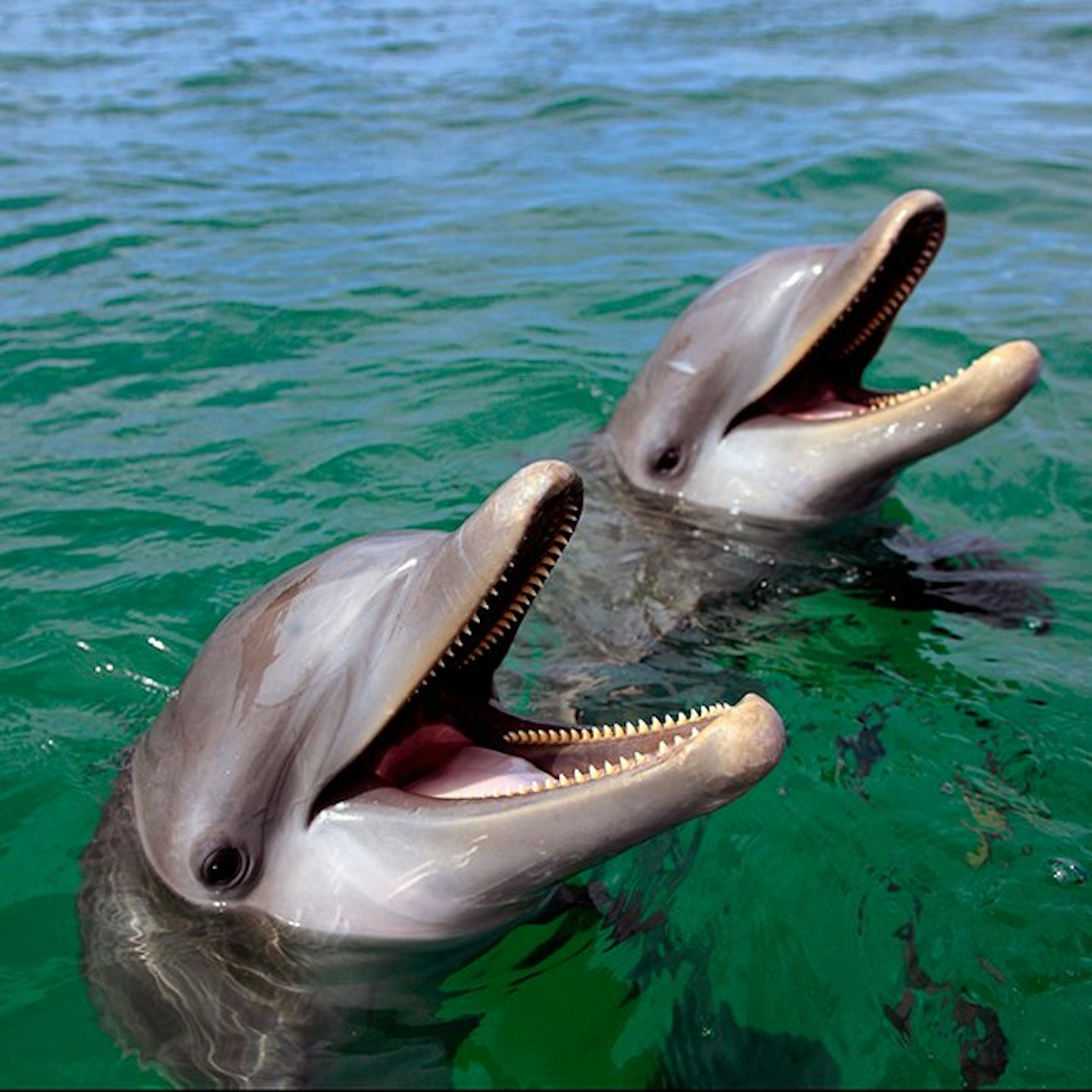 Dolphins-human-like-societies-intelligent-2