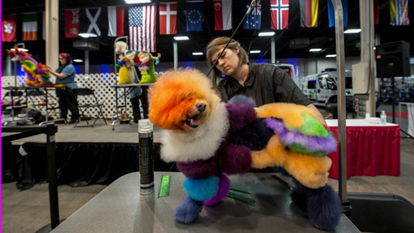 The Rainbow Pom-Pom Dog