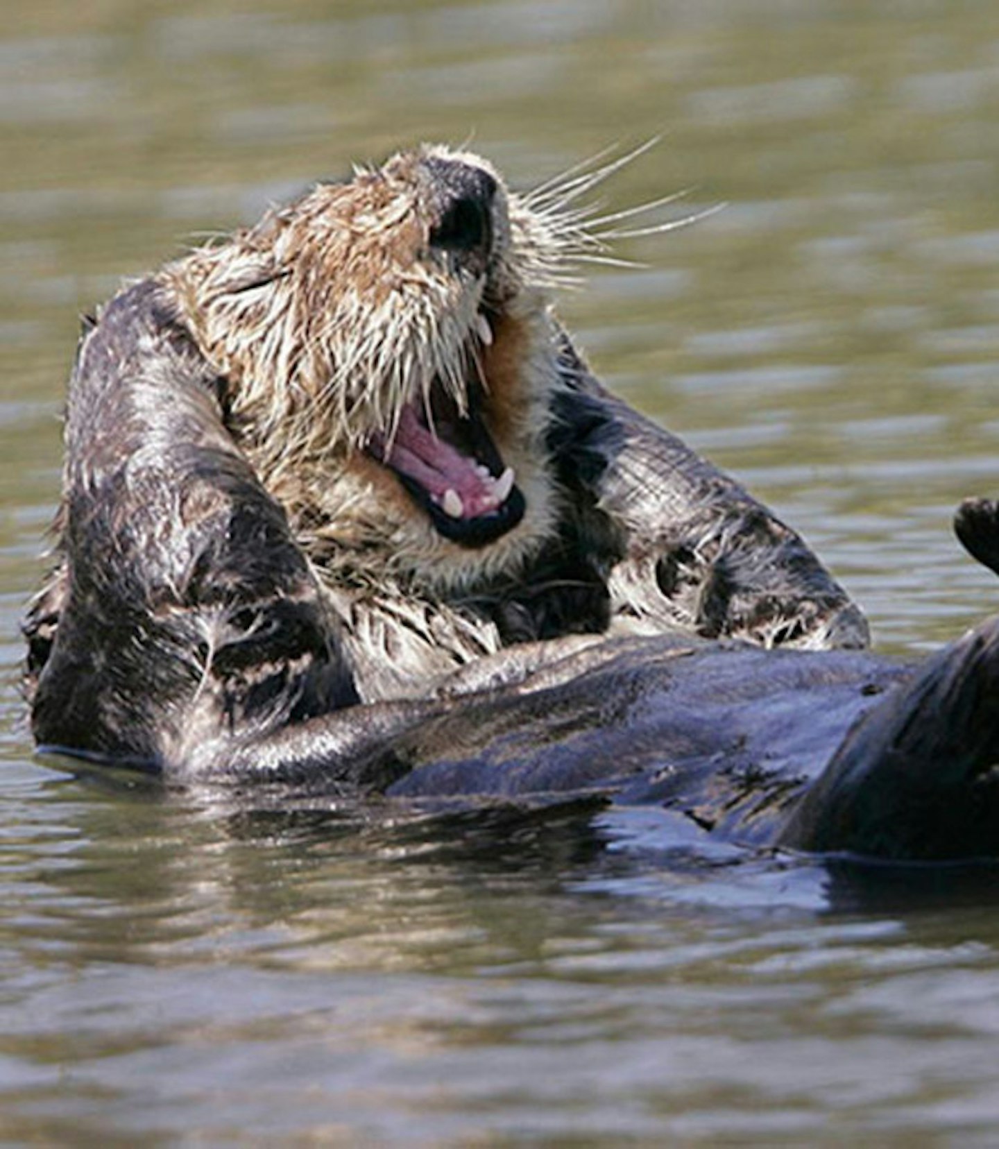 Happy otter