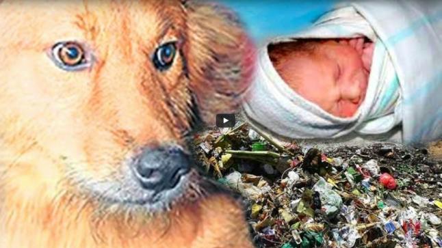 Dog rescues newborn baby after mother throws her in rubbish bin | Closer