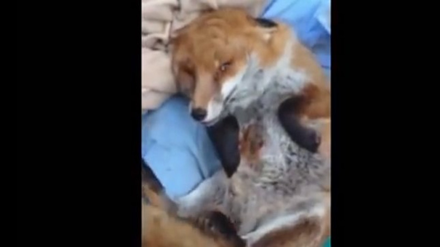 Watch this excitable fox with an identity crisis wagging her tale like ...