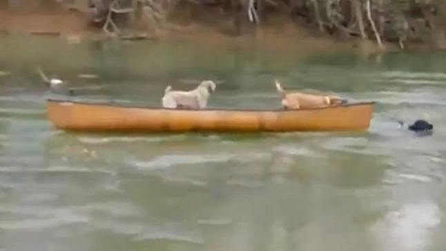 WATCH: Dog rushes through rapids to save canine friends stranded in a ...