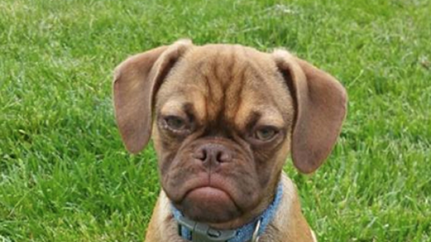 Earl the Grumpy Dog 6