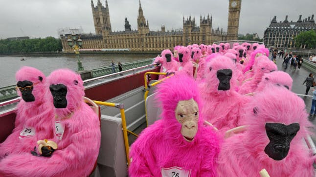 Pink Gorillas on the run for Cancer Research UK’s Race For Life! Closer