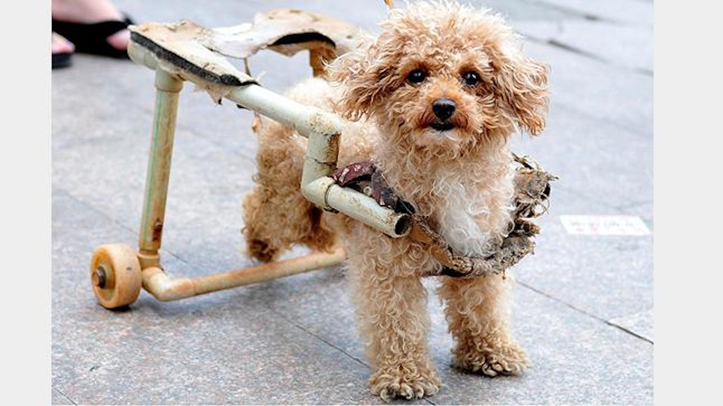 chinese-paralysed-dog