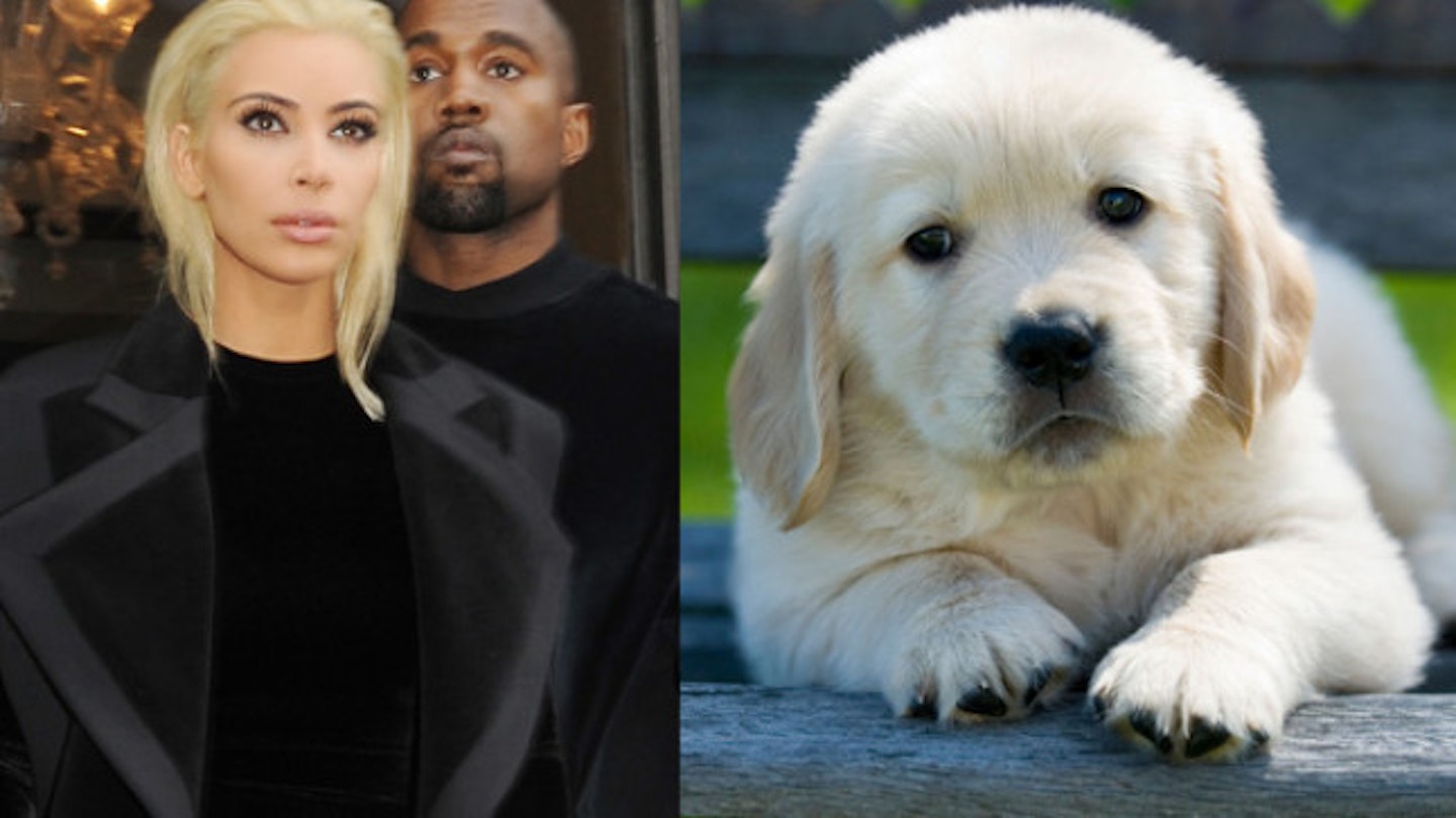 kim-dog