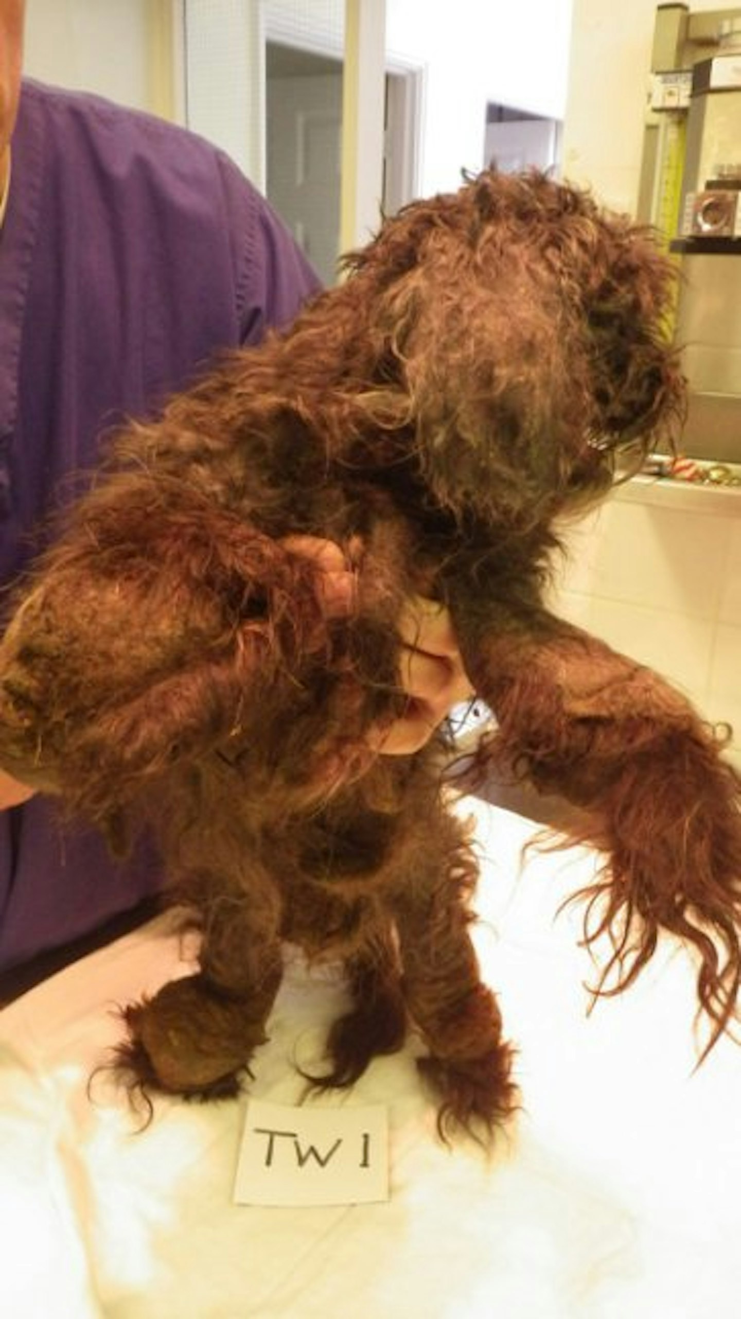 Cheeky was covered in matted fur when he was taken from his owner